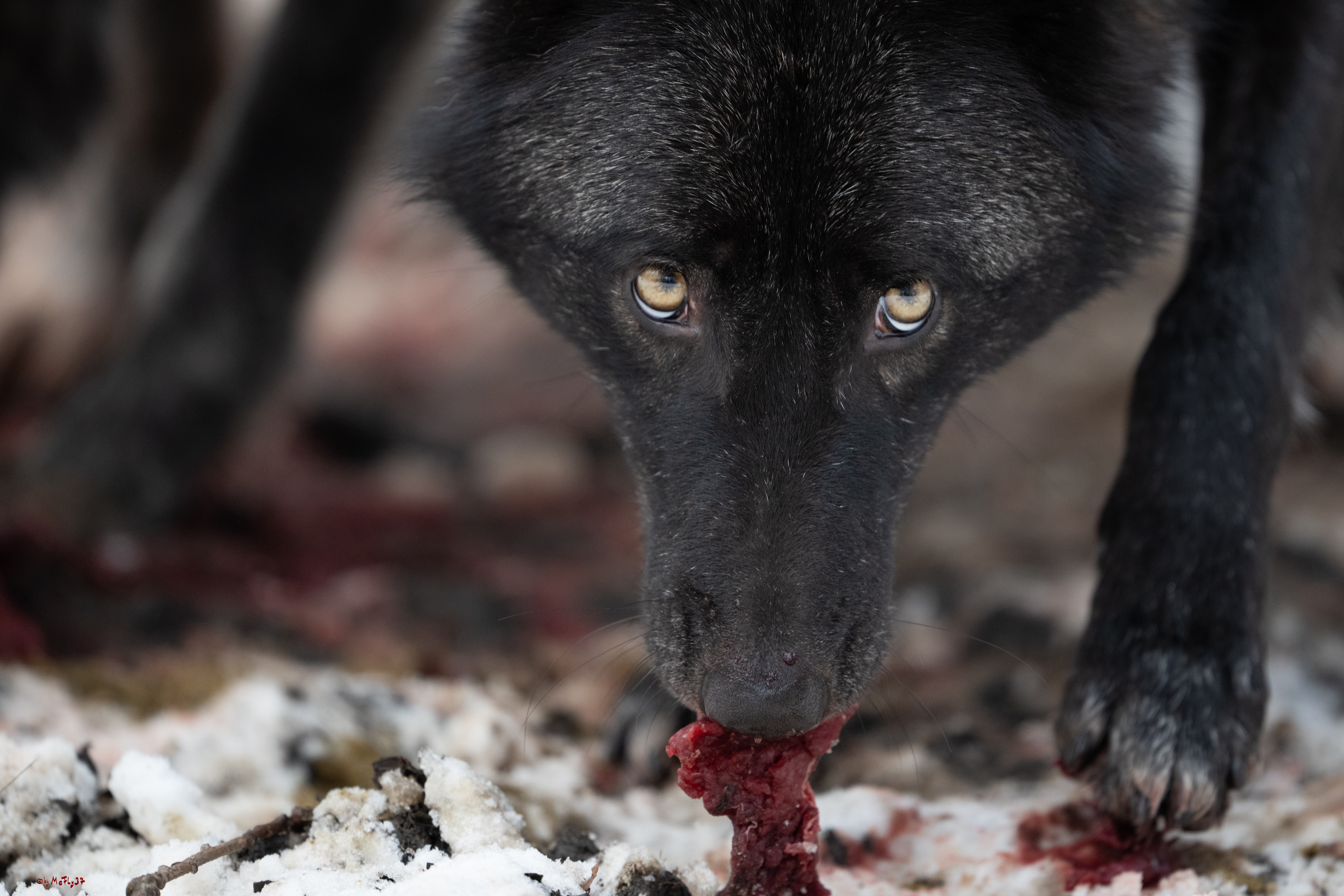 Wolfsfütterung; Pelm, 04.01.2025