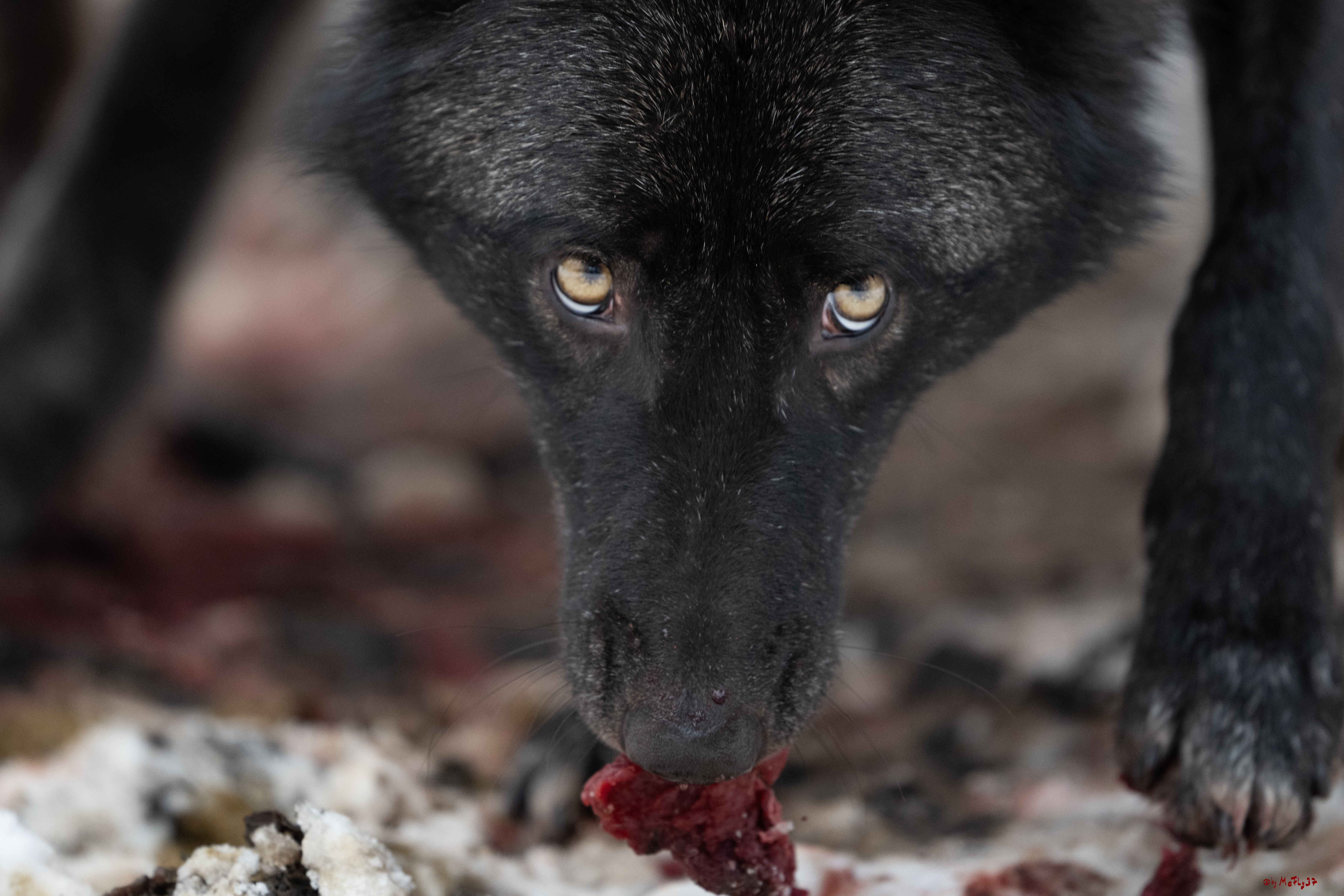 Wolfsfütterung; Pelm, 04.01.2025