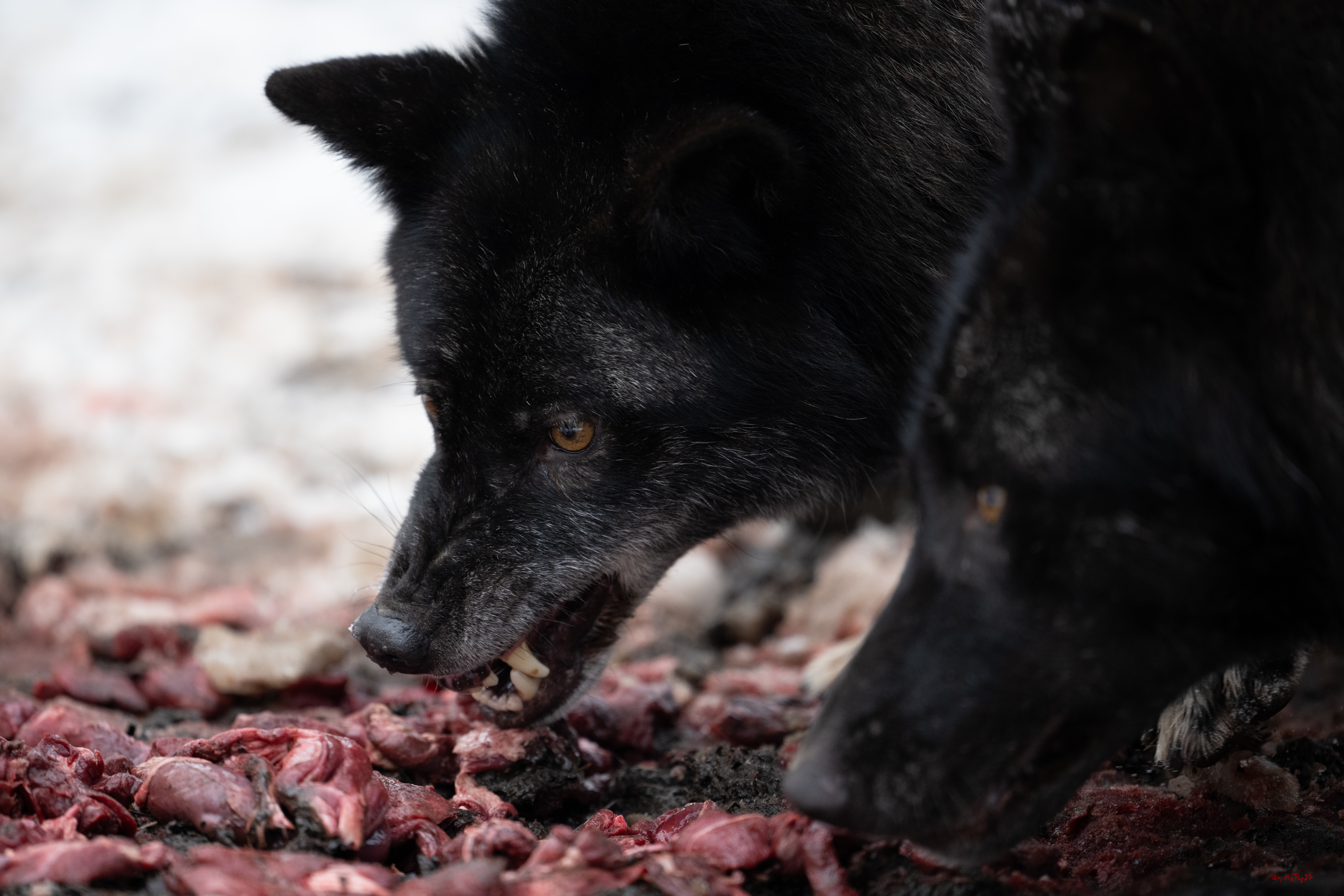 Wolfsfütterung; Pelm, 04.01.2025