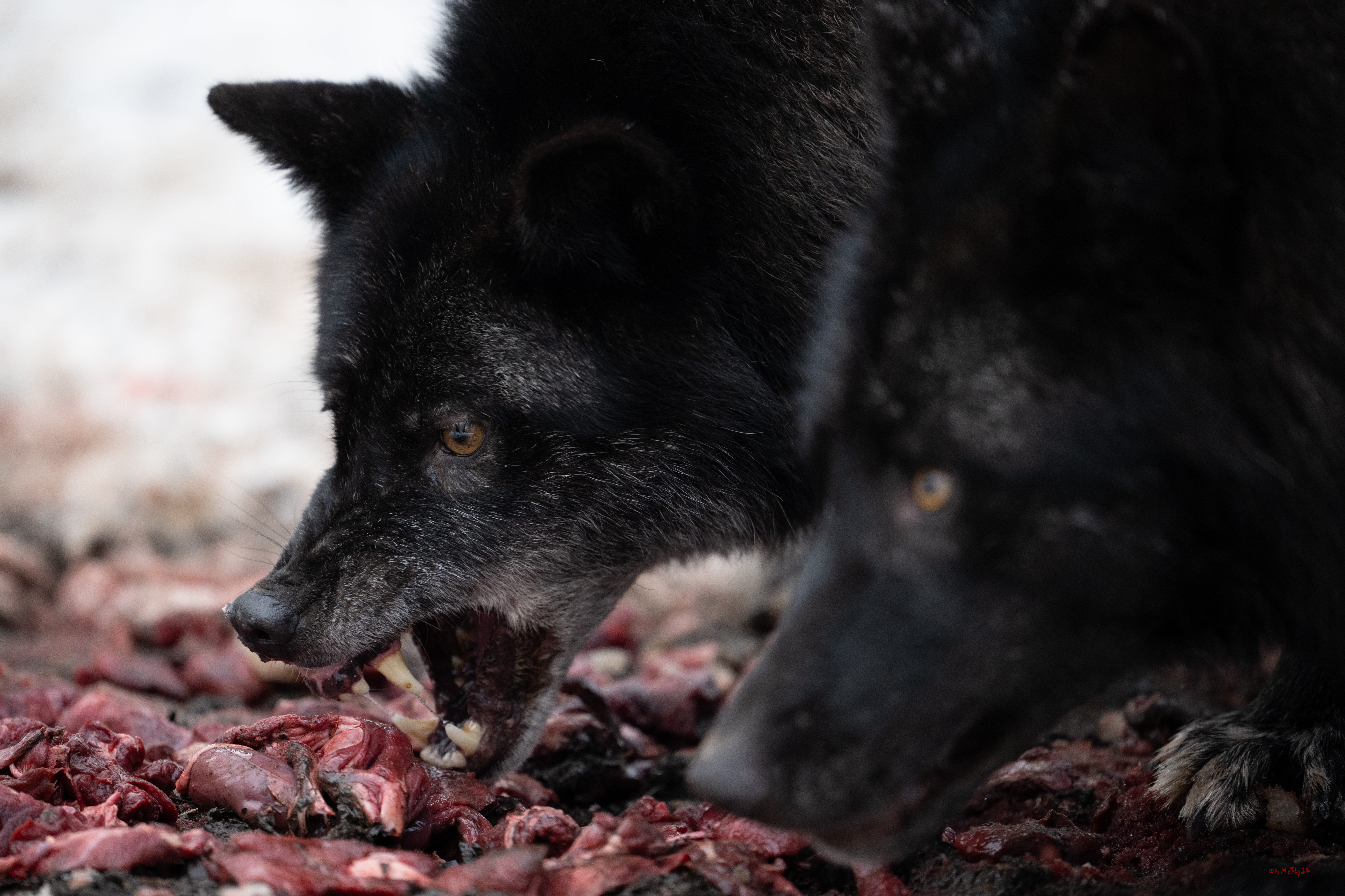 Wolfsfütterung; Pelm, 04.01.2025