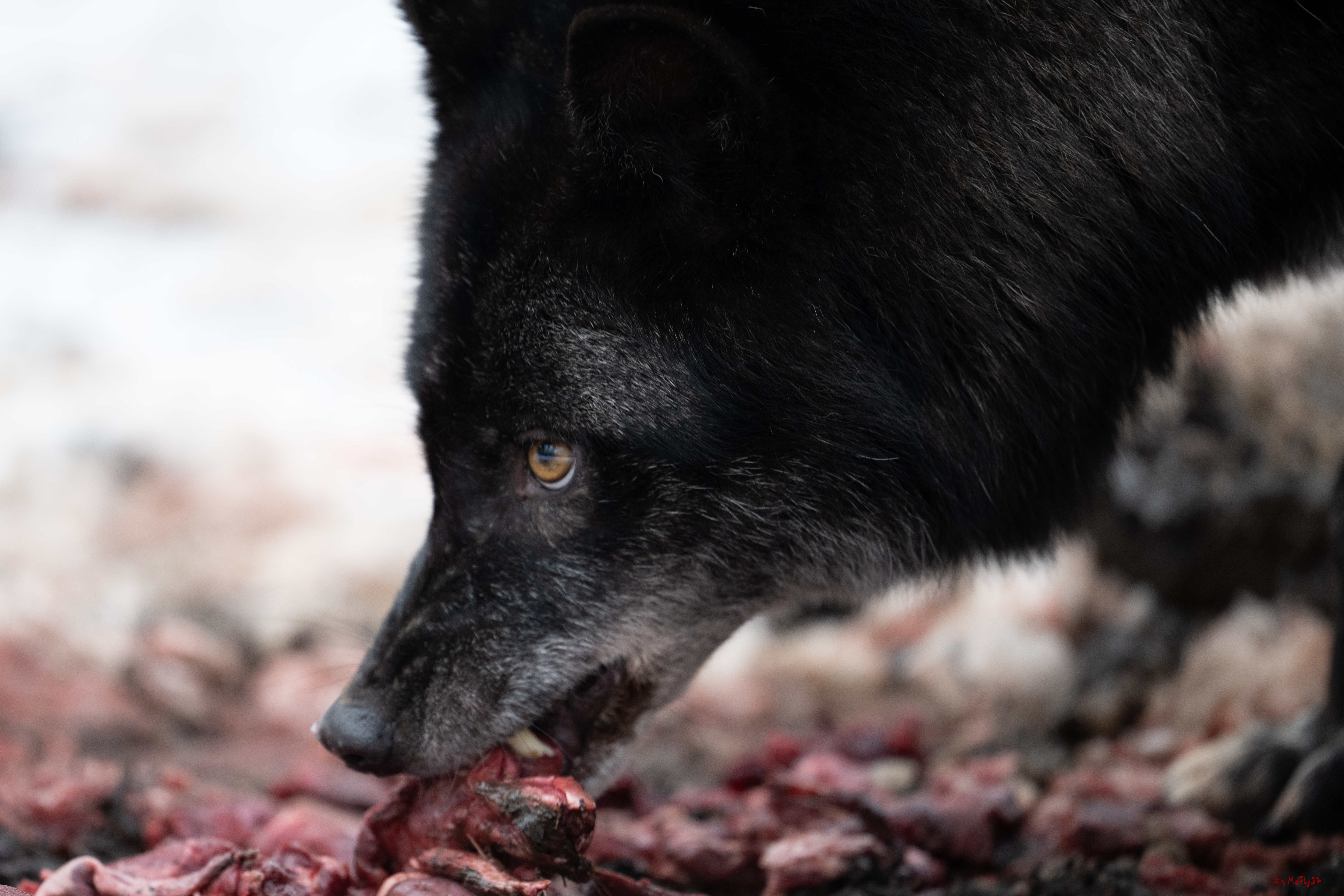 Wolfsfütterung; Pelm, 04.01.2025