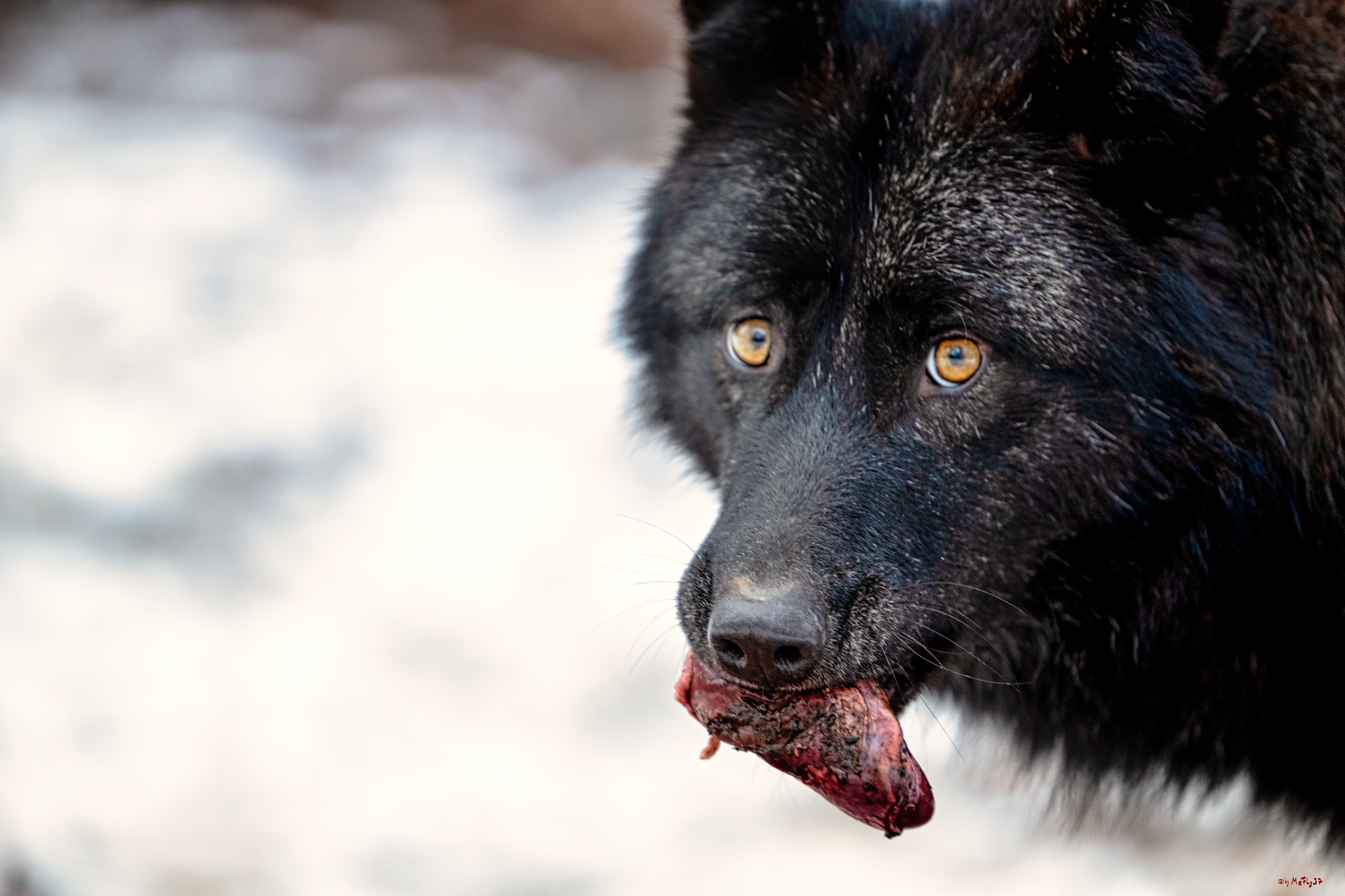 Wolfsfütterung; Pelm, 04.01.2025