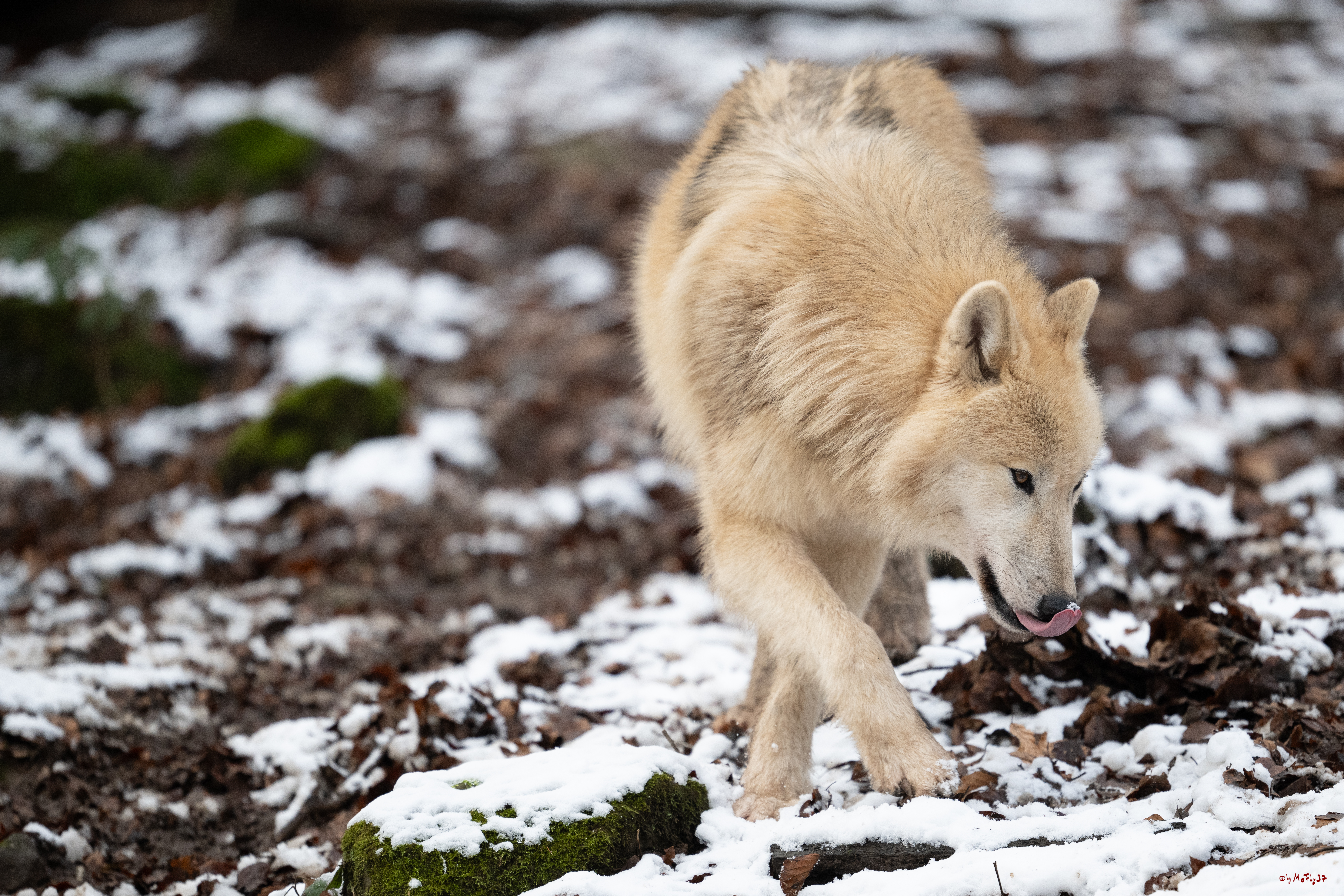 Wolfsfütterung; Pelm, 04.01.2025