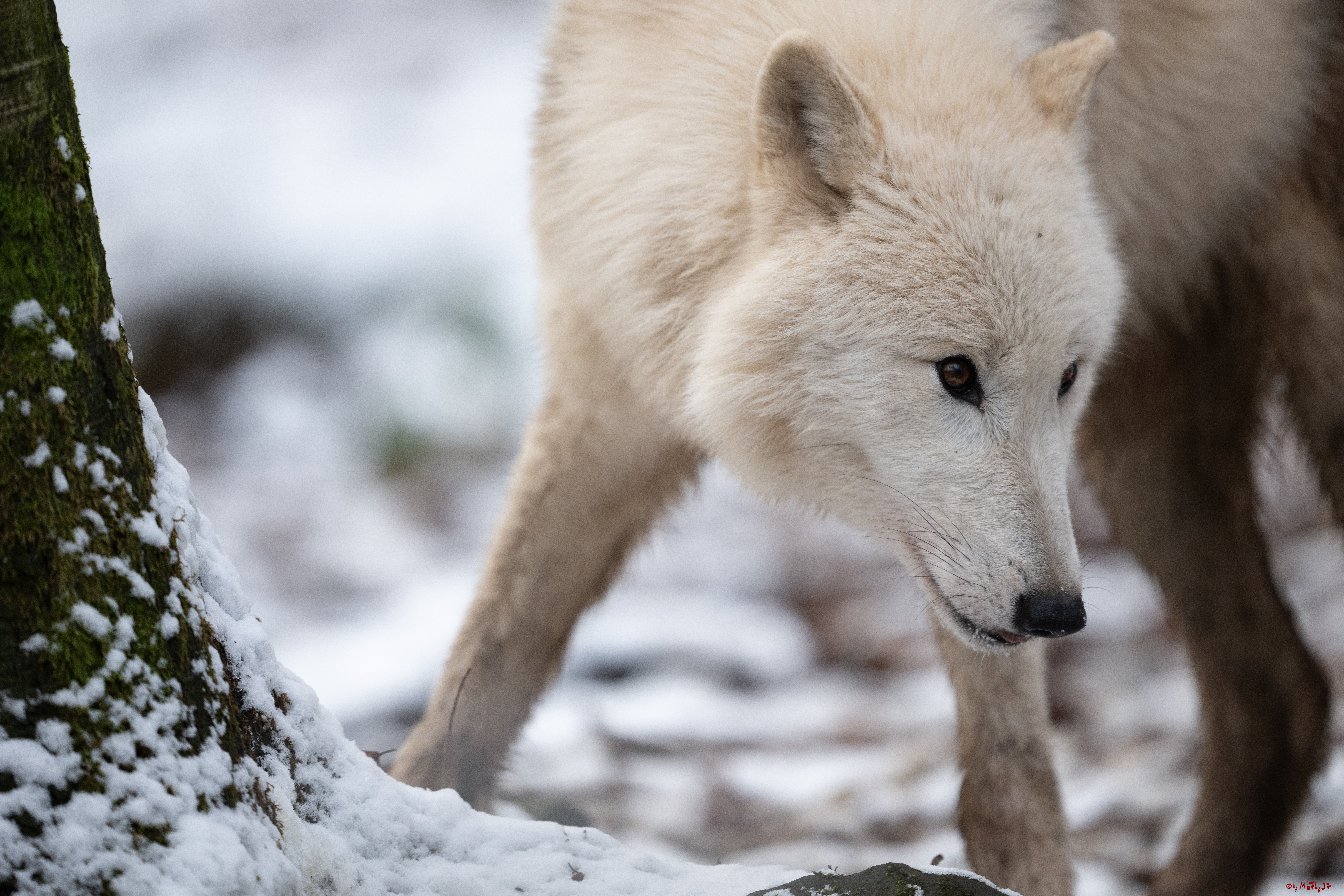 Wolfsfütterung; Pelm, 04.01.2025