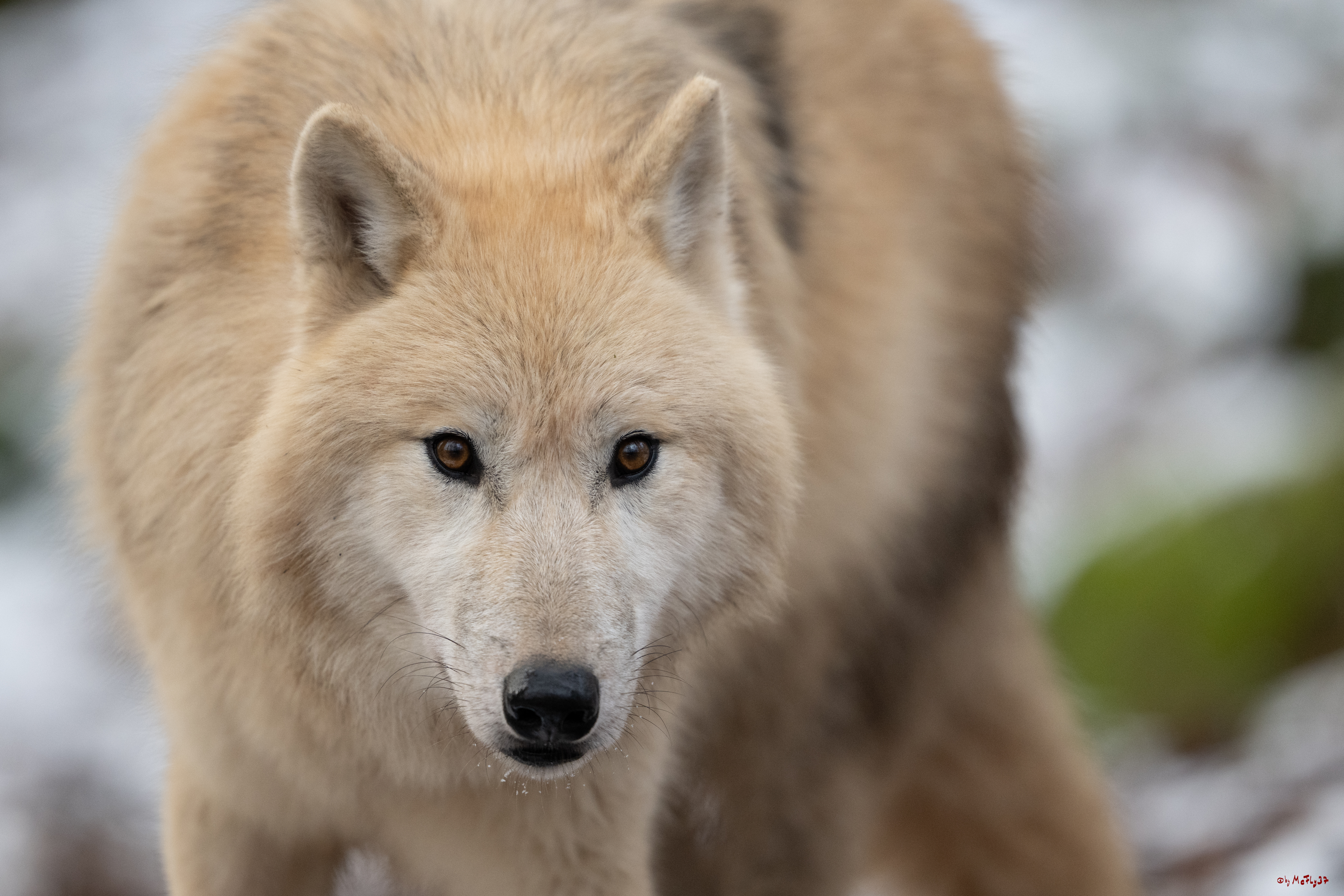 Wolfsfütterung; Pelm, 04.01.2025