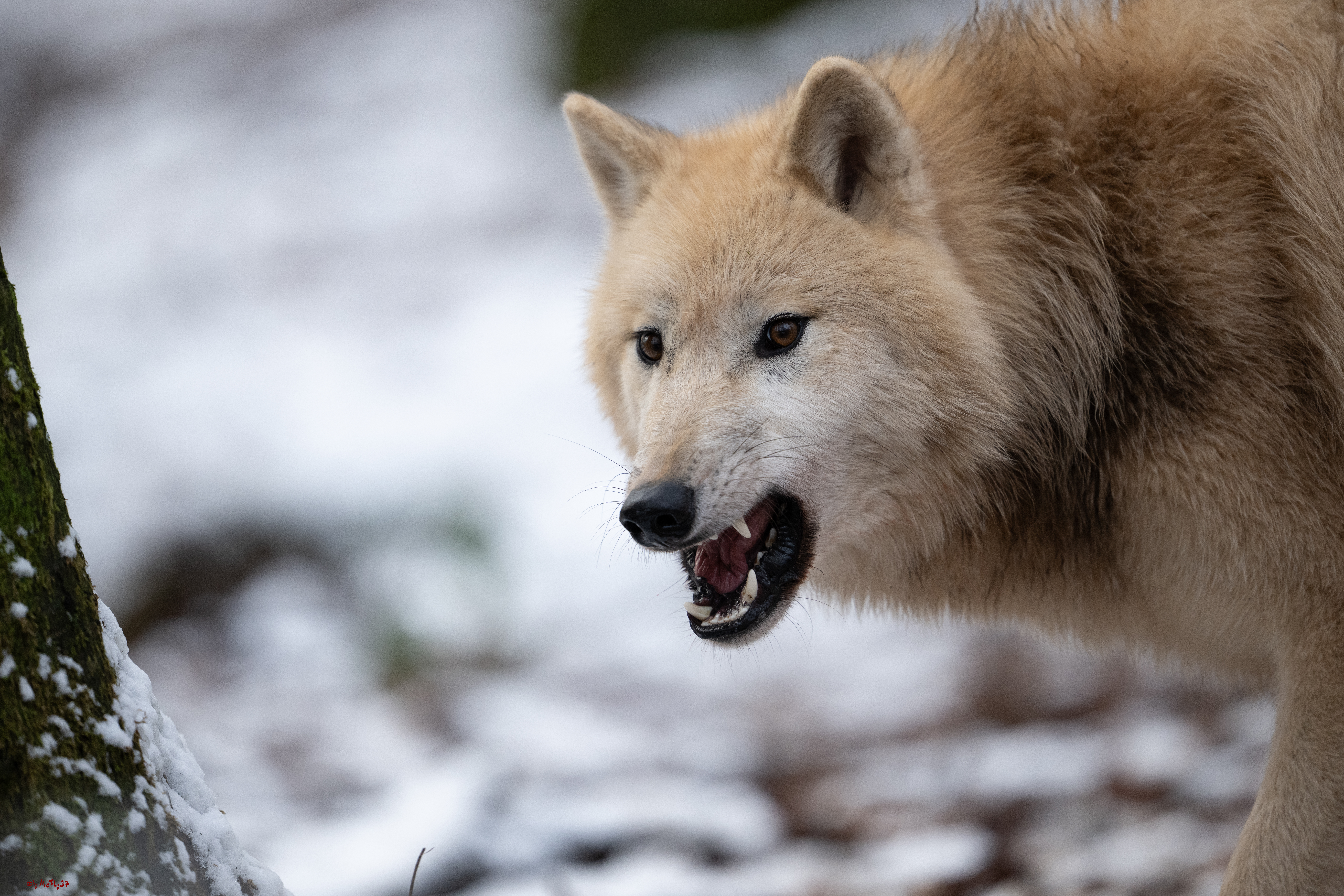 Wolfsfütterung; Pelm, 04.01.2025