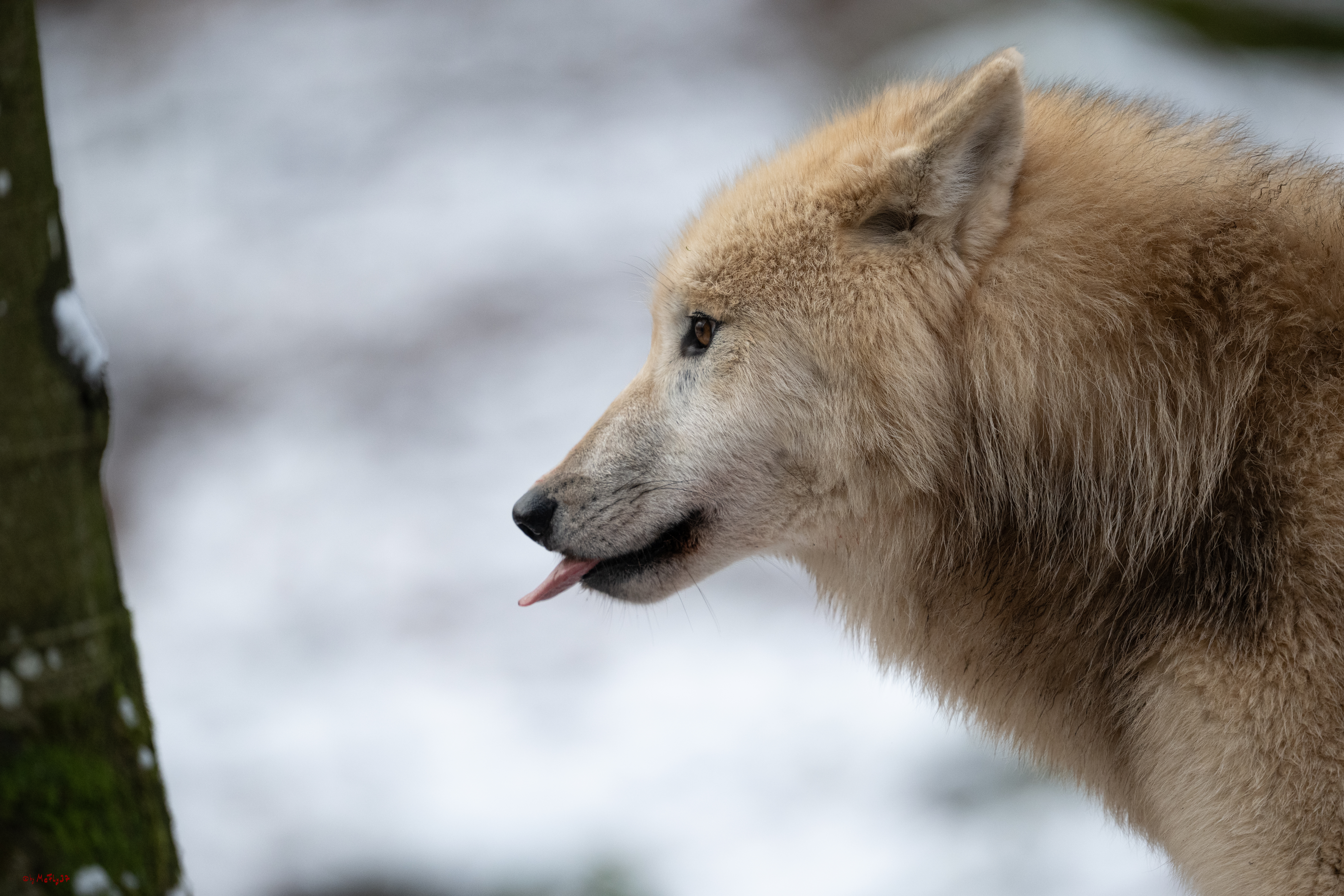 Wolfsfütterung; Pelm, 04.01.2025