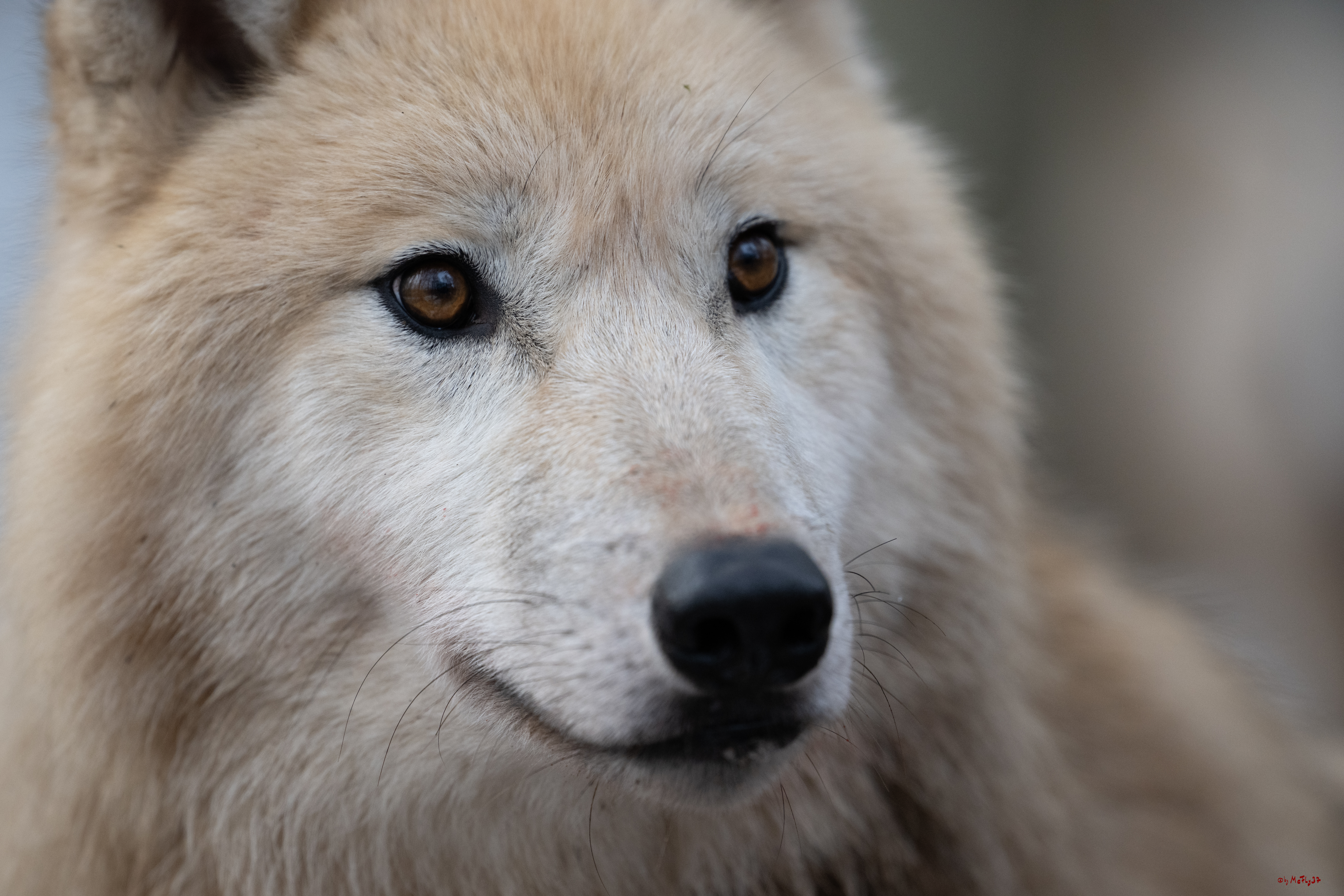 Wolfsfütterung; Pelm, 04.01.2025