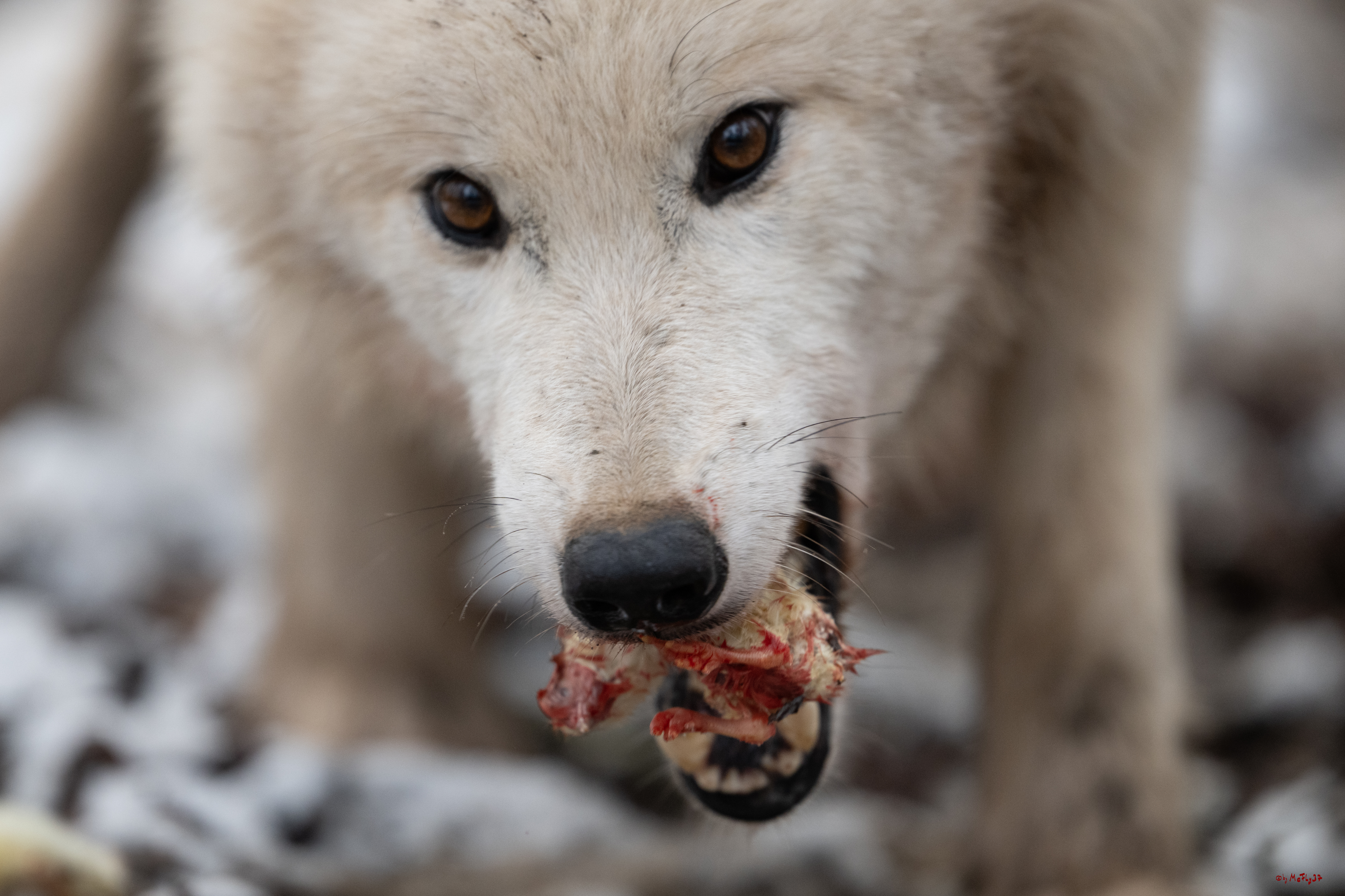 Wolfsfütterung; Pelm, 04.01.2025
