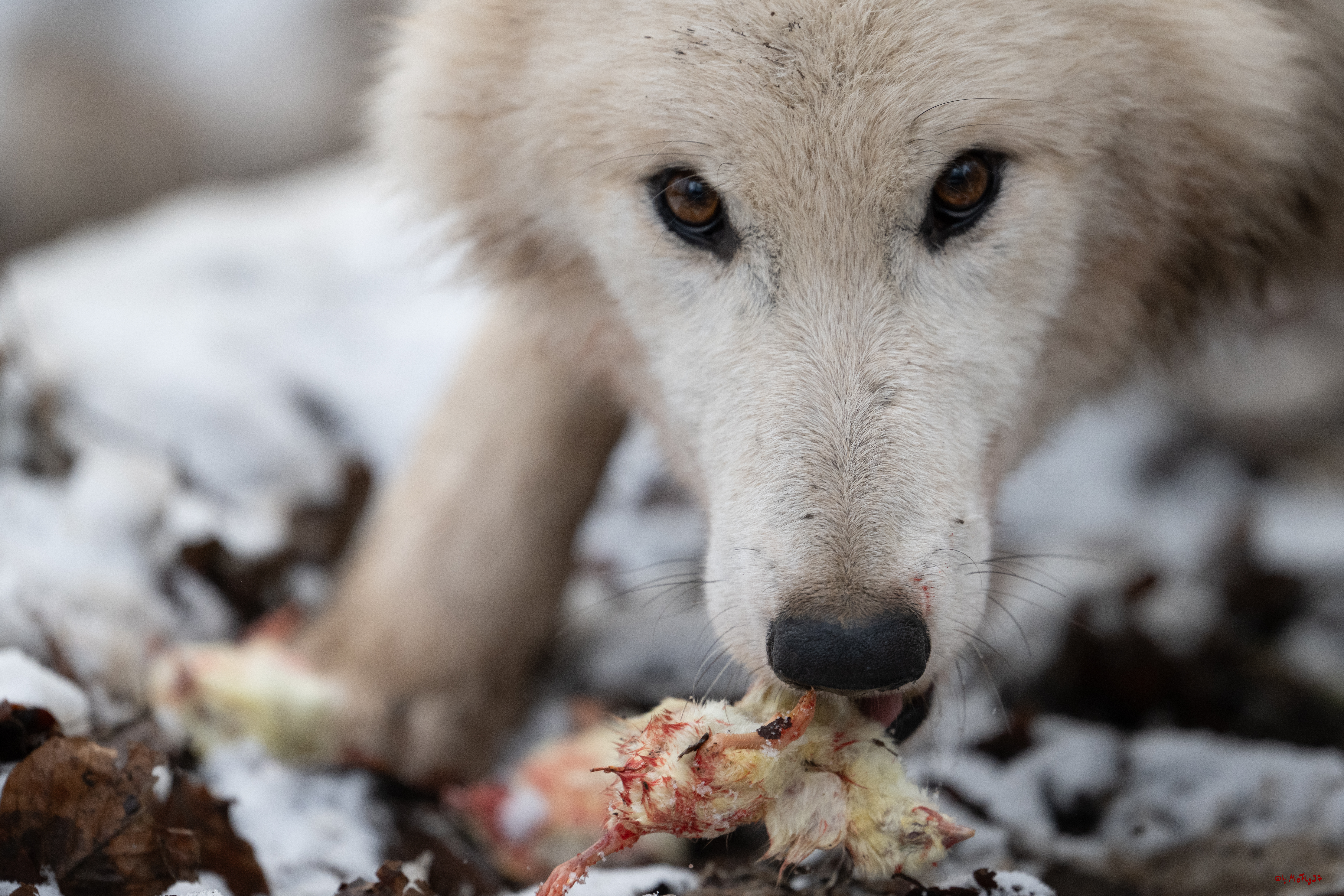Wolfsfütterung; Pelm, 04.01.2025