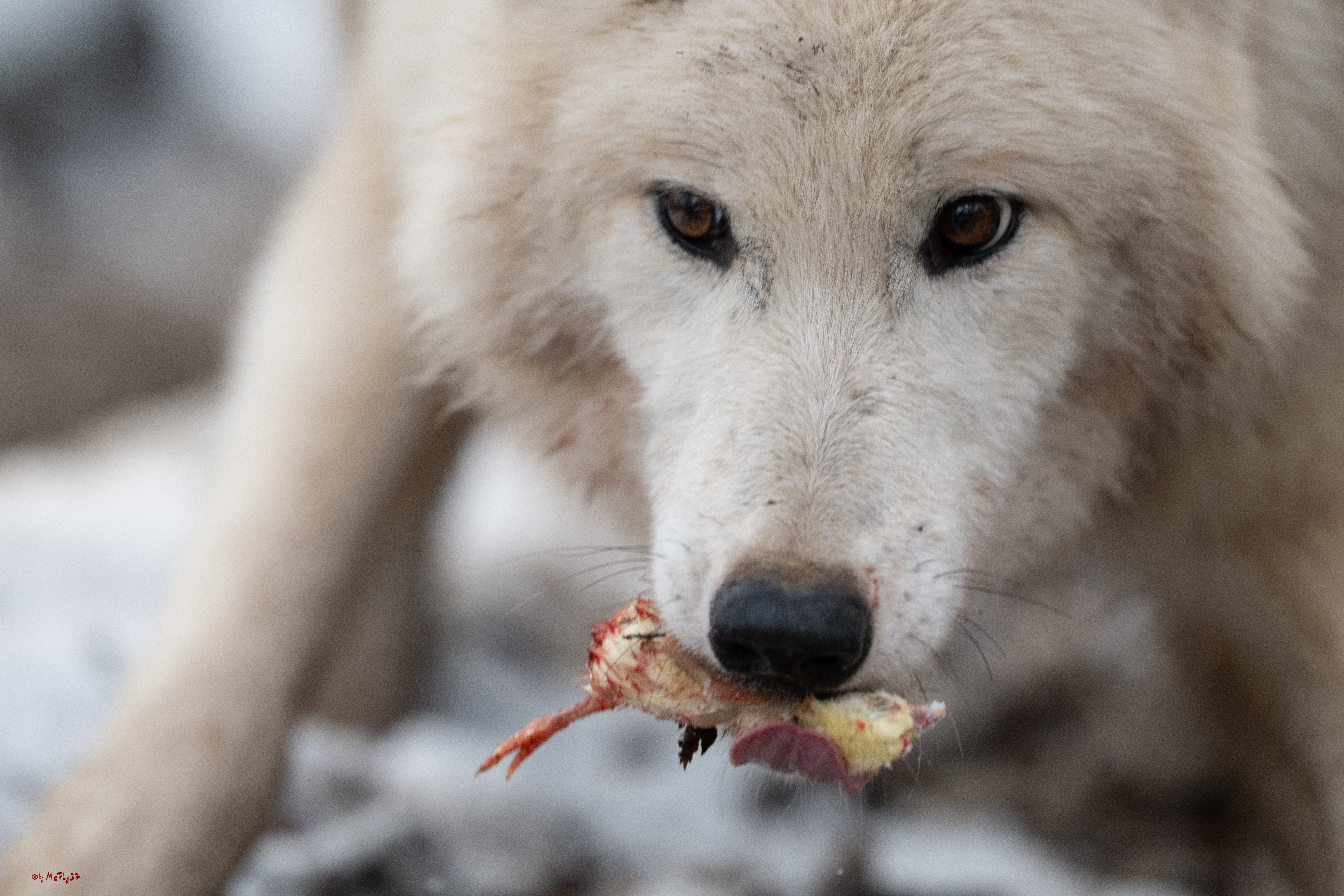 Wolfsfütterung; Pelm, 04.01.2025