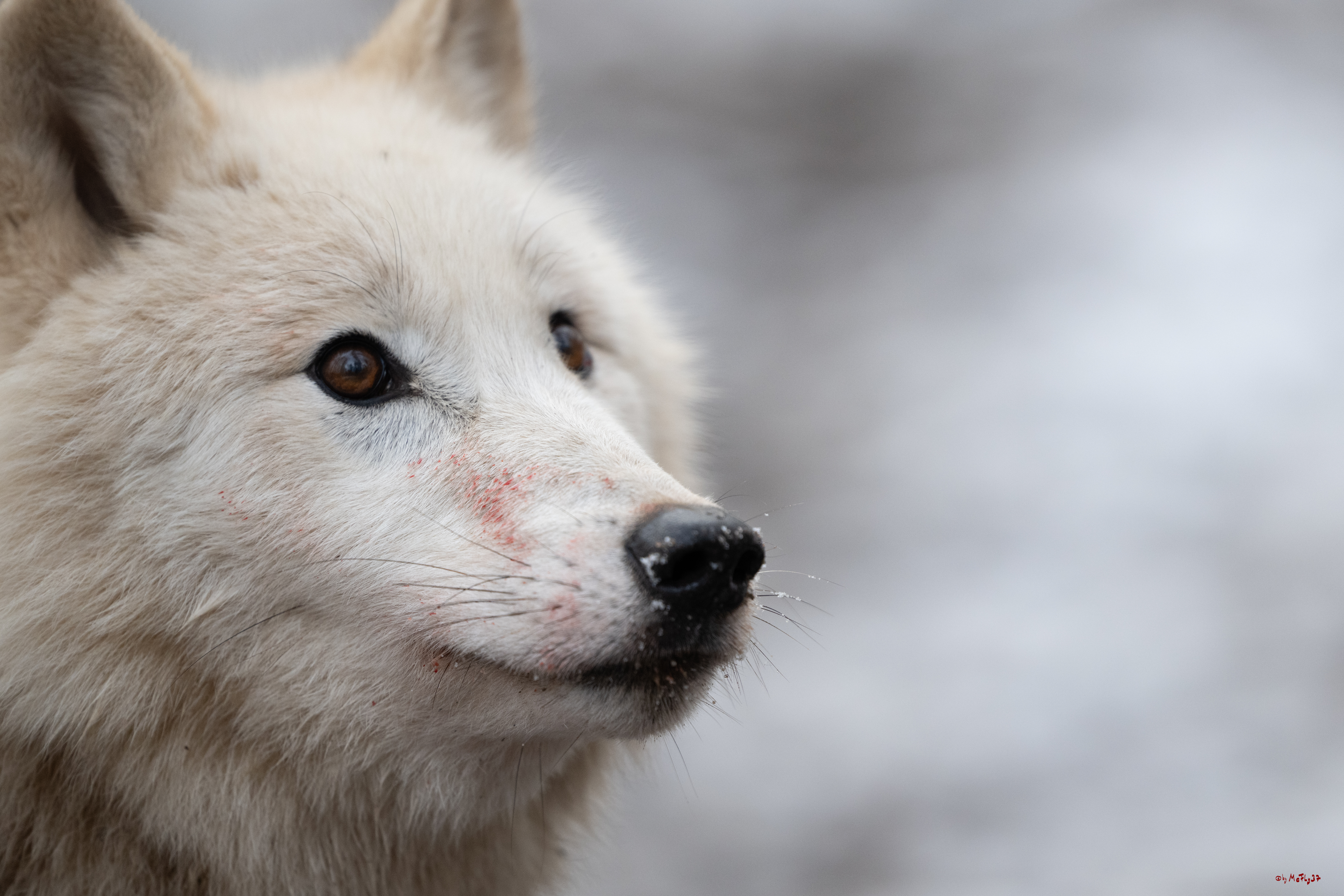 Wolfsfütterung; Pelm, 04.01.2025