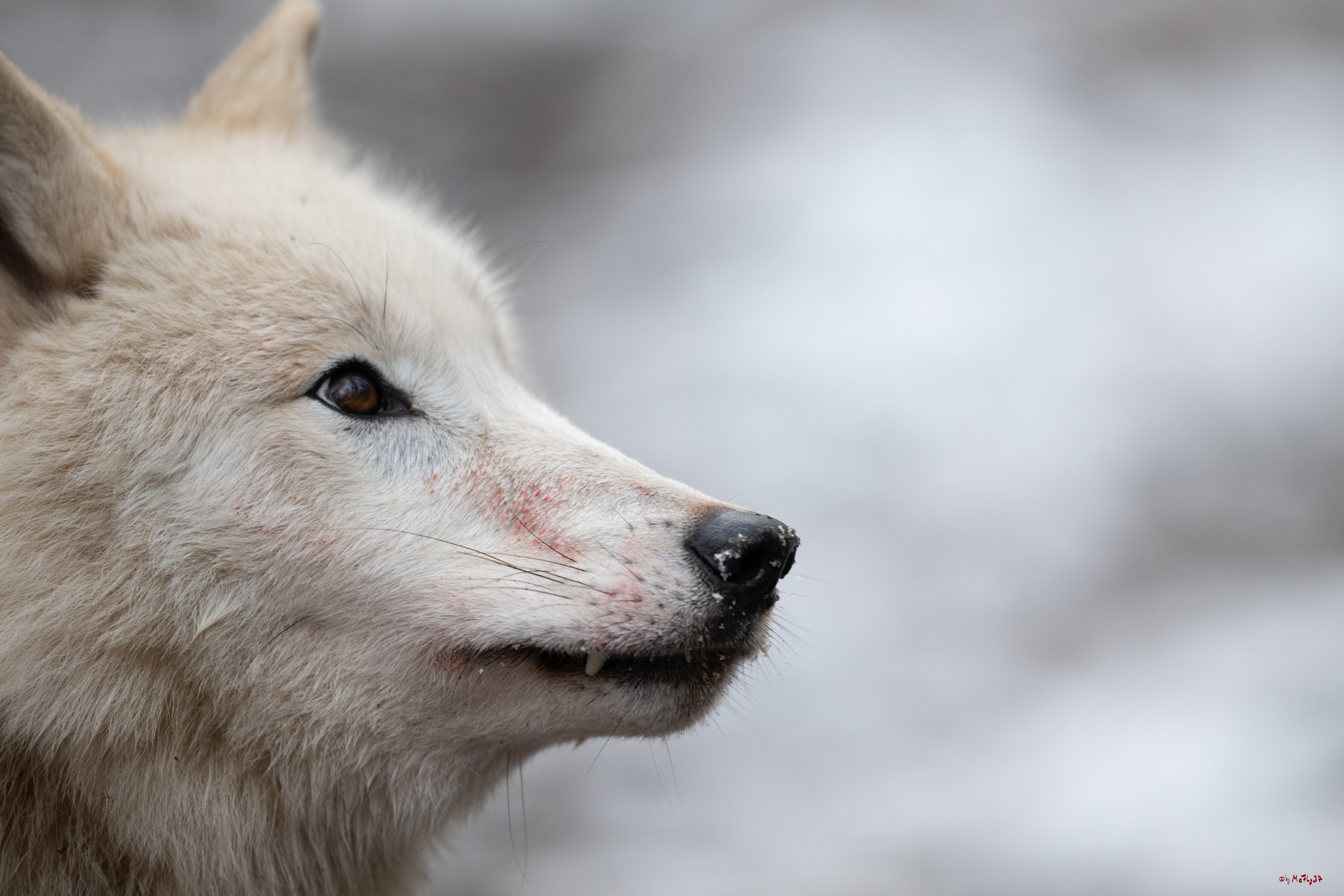 Wolfsfütterung; Pelm, 04.01.2025