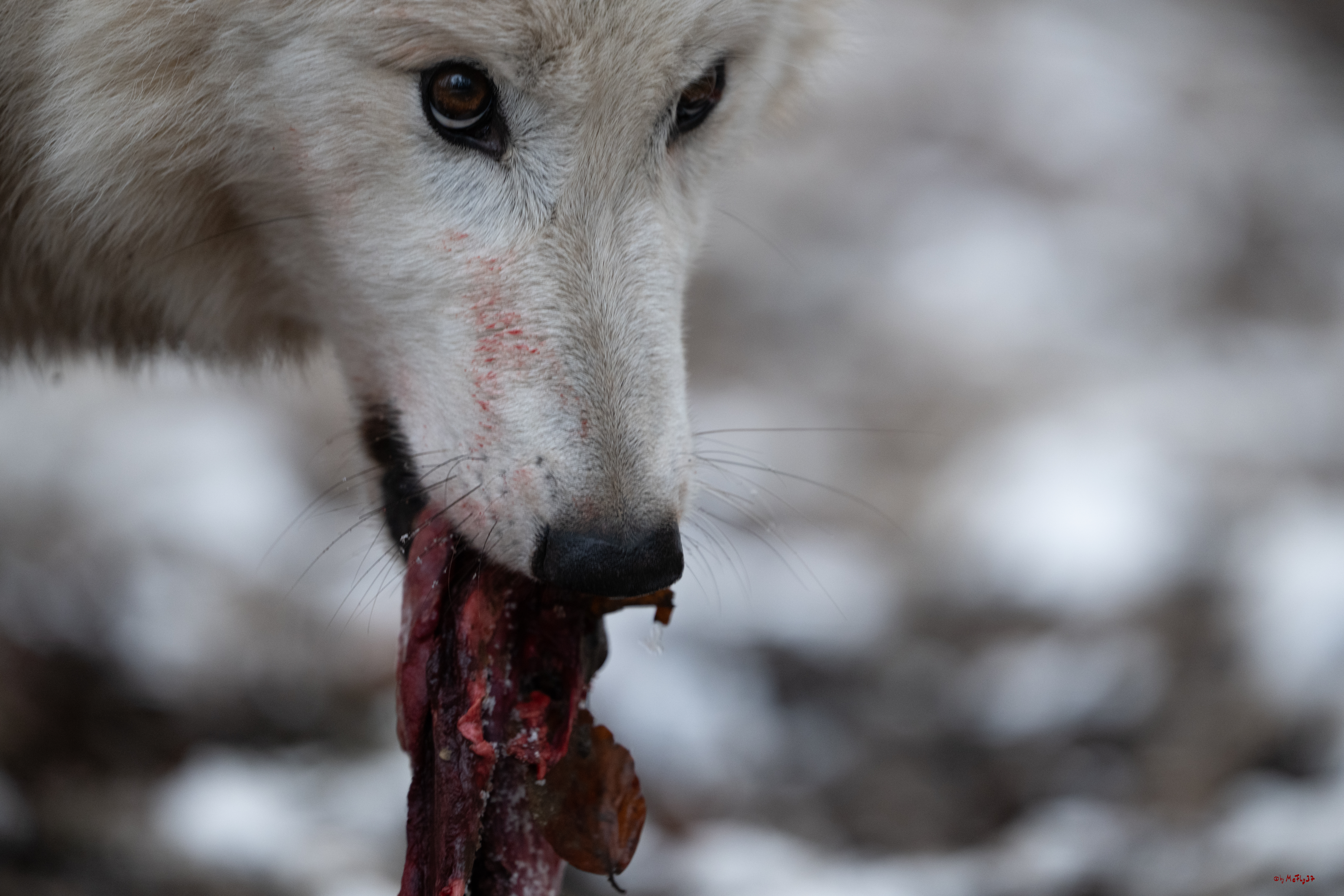 Wolfsfütterung; Pelm, 04.01.2025