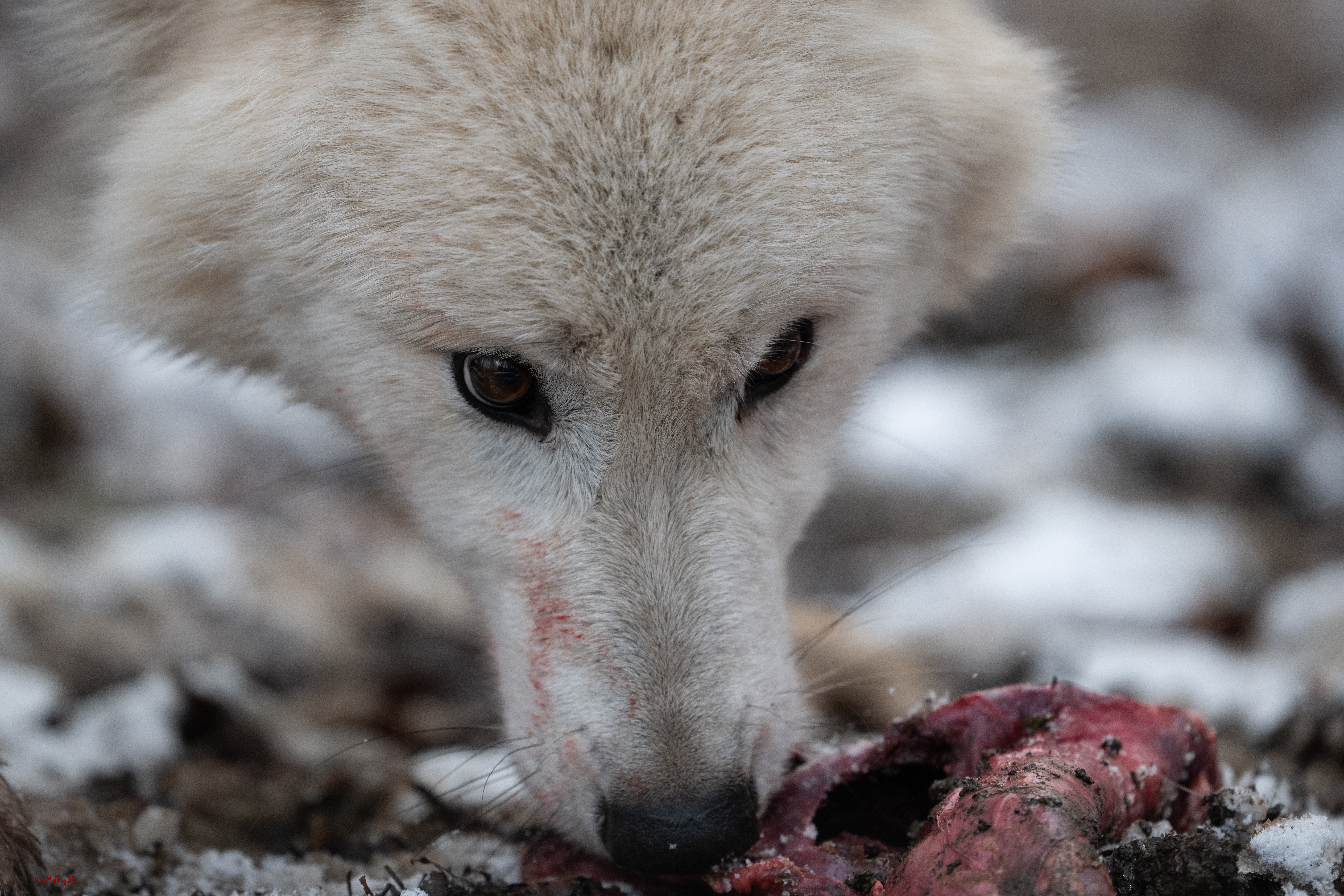 Wolfsfütterung; Pelm, 04.01.2025