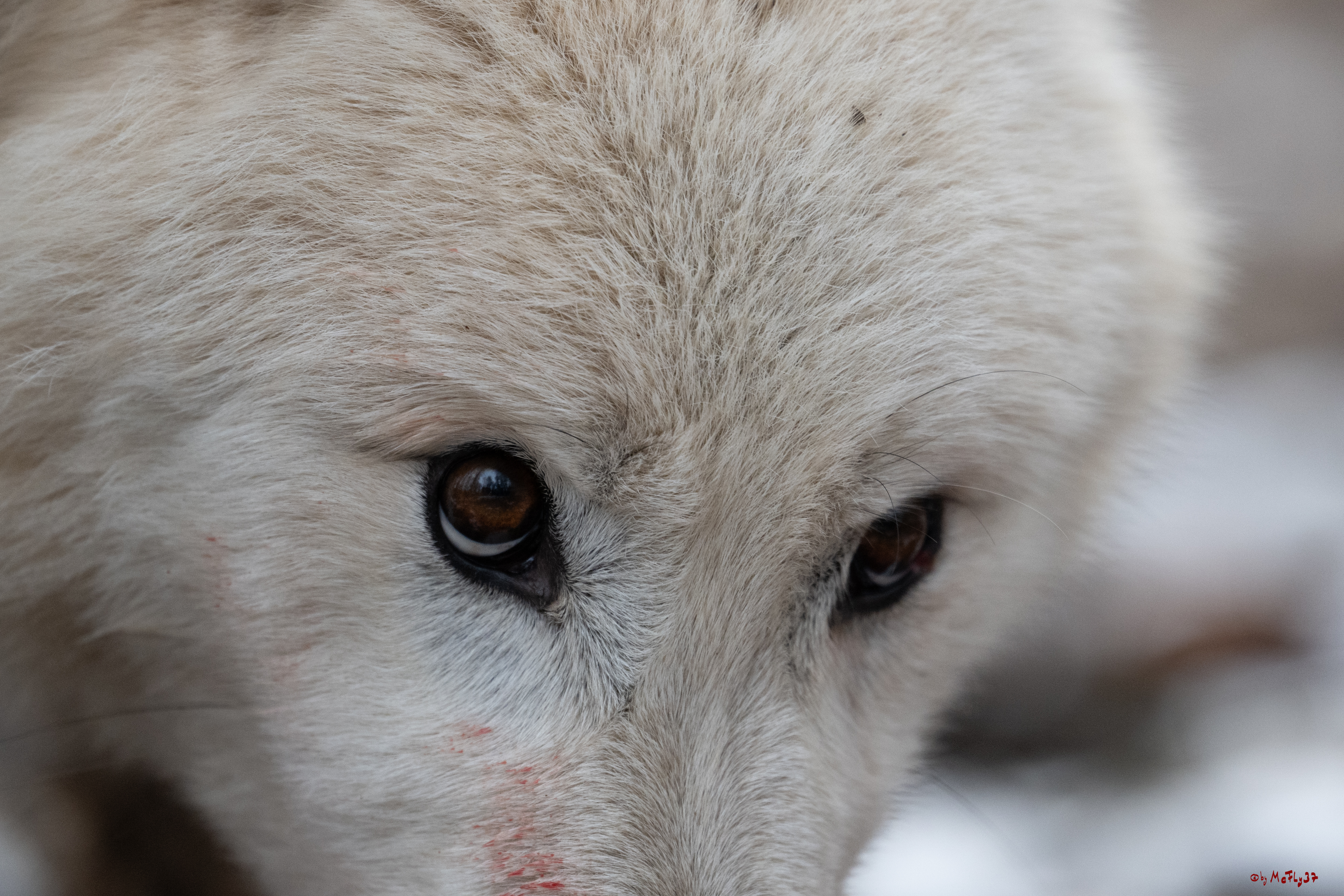 Wolfsfütterung; Pelm, 04.01.2025
