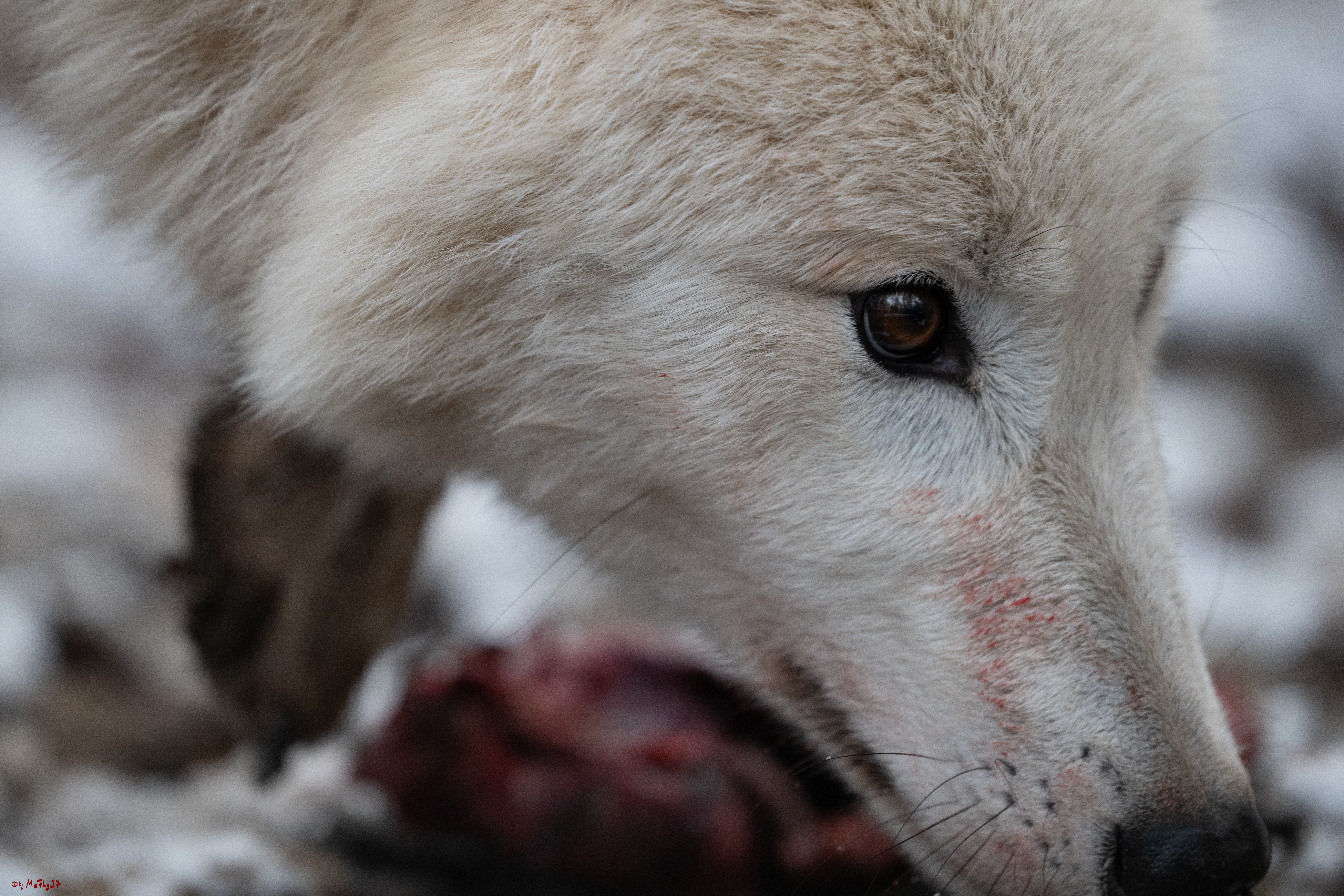 Wolfsfütterung; Pelm, 04.01.2025