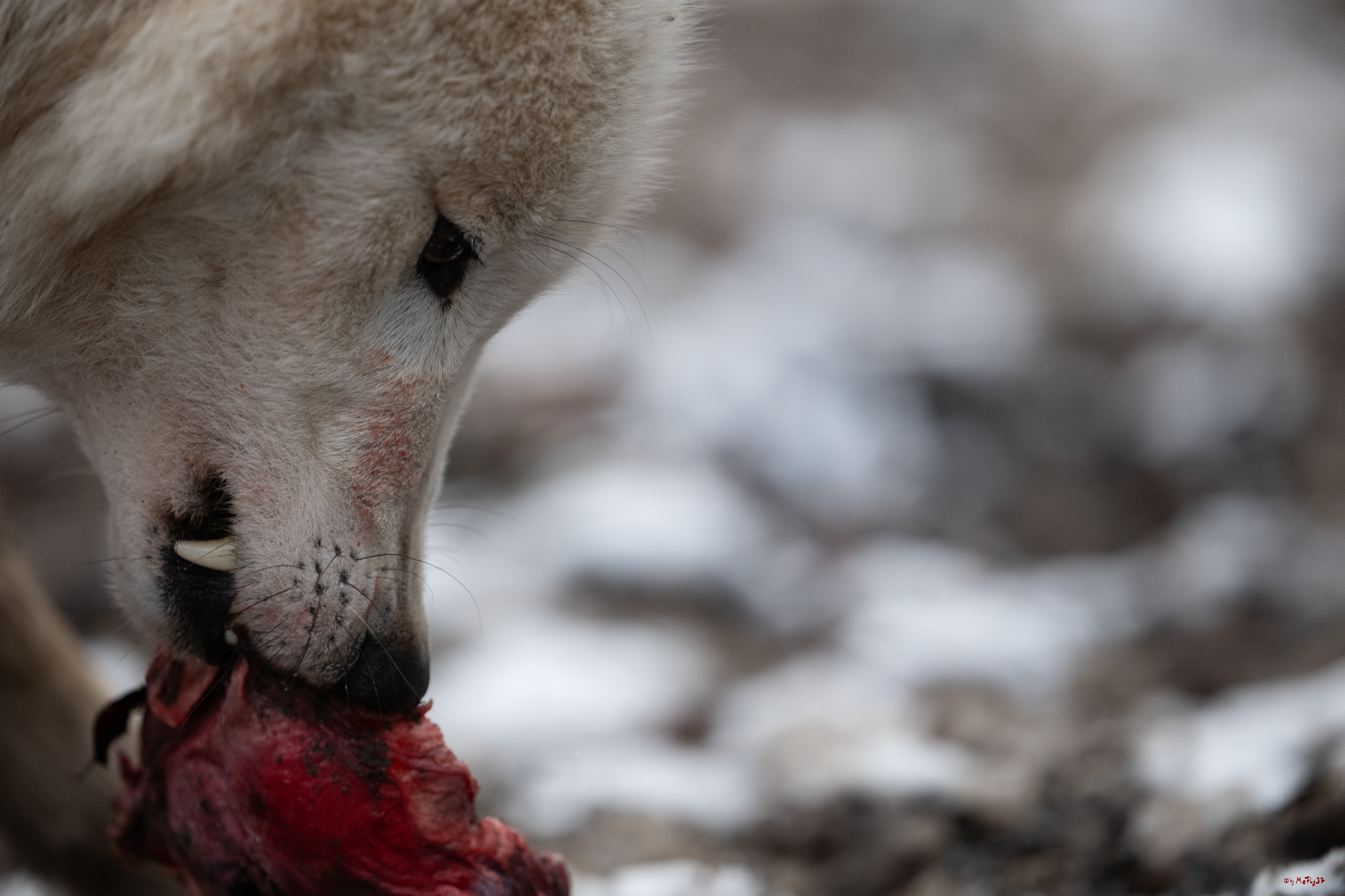 Wolfsfütterung; Pelm, 04.01.2025