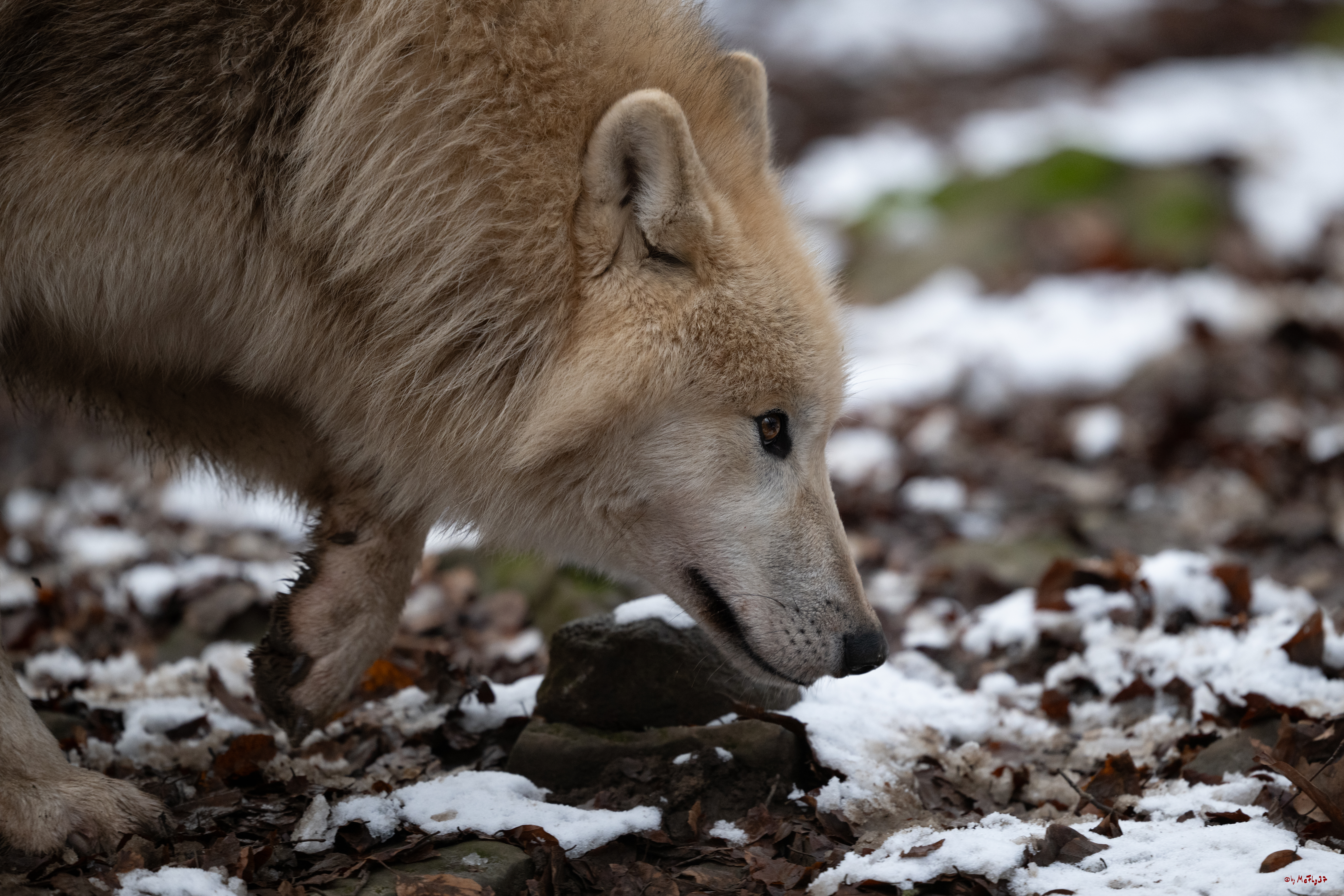 Wolfsfütterung; Pelm, 04.01.2025