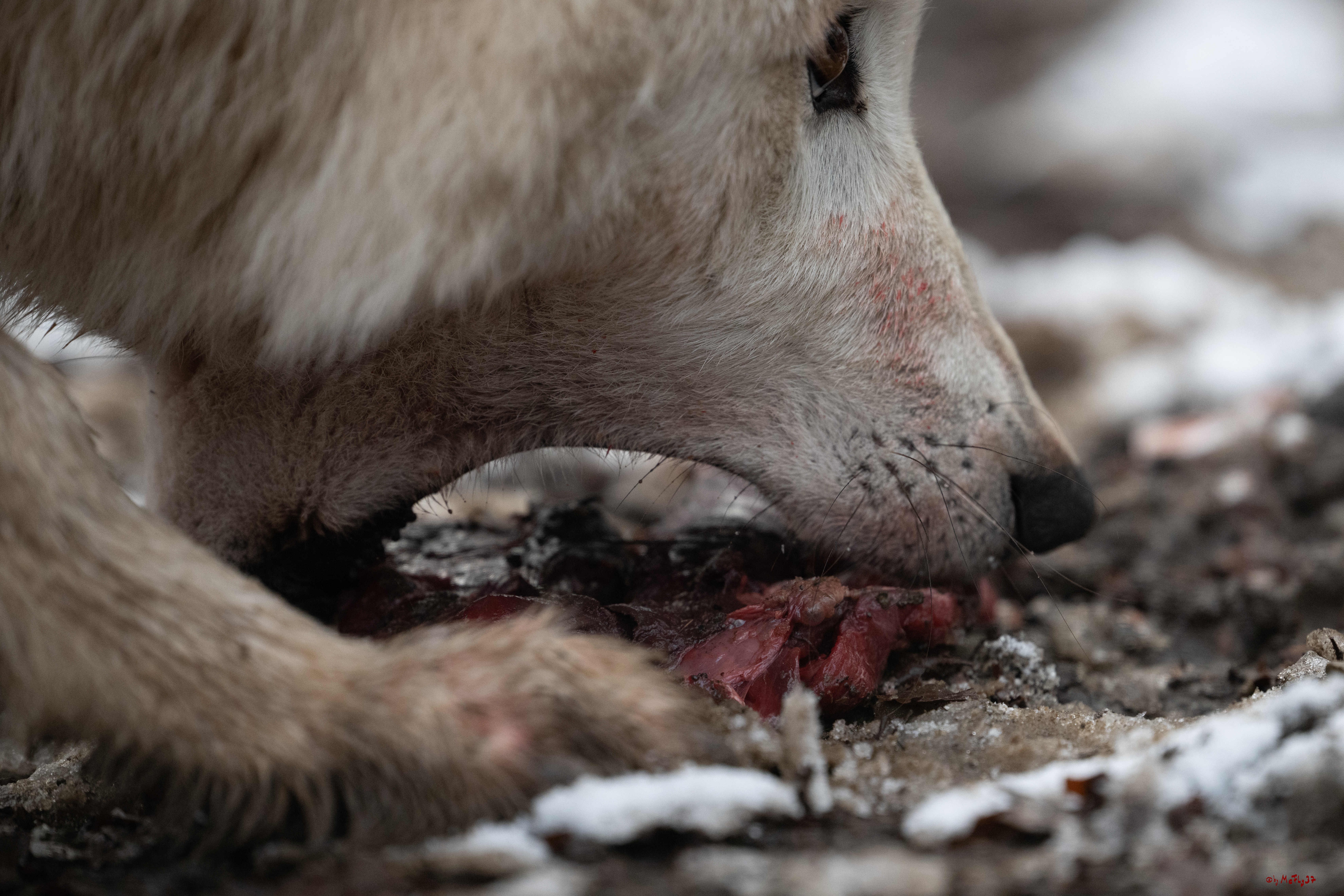 Wolfsfütterung; Pelm, 04.01.2025