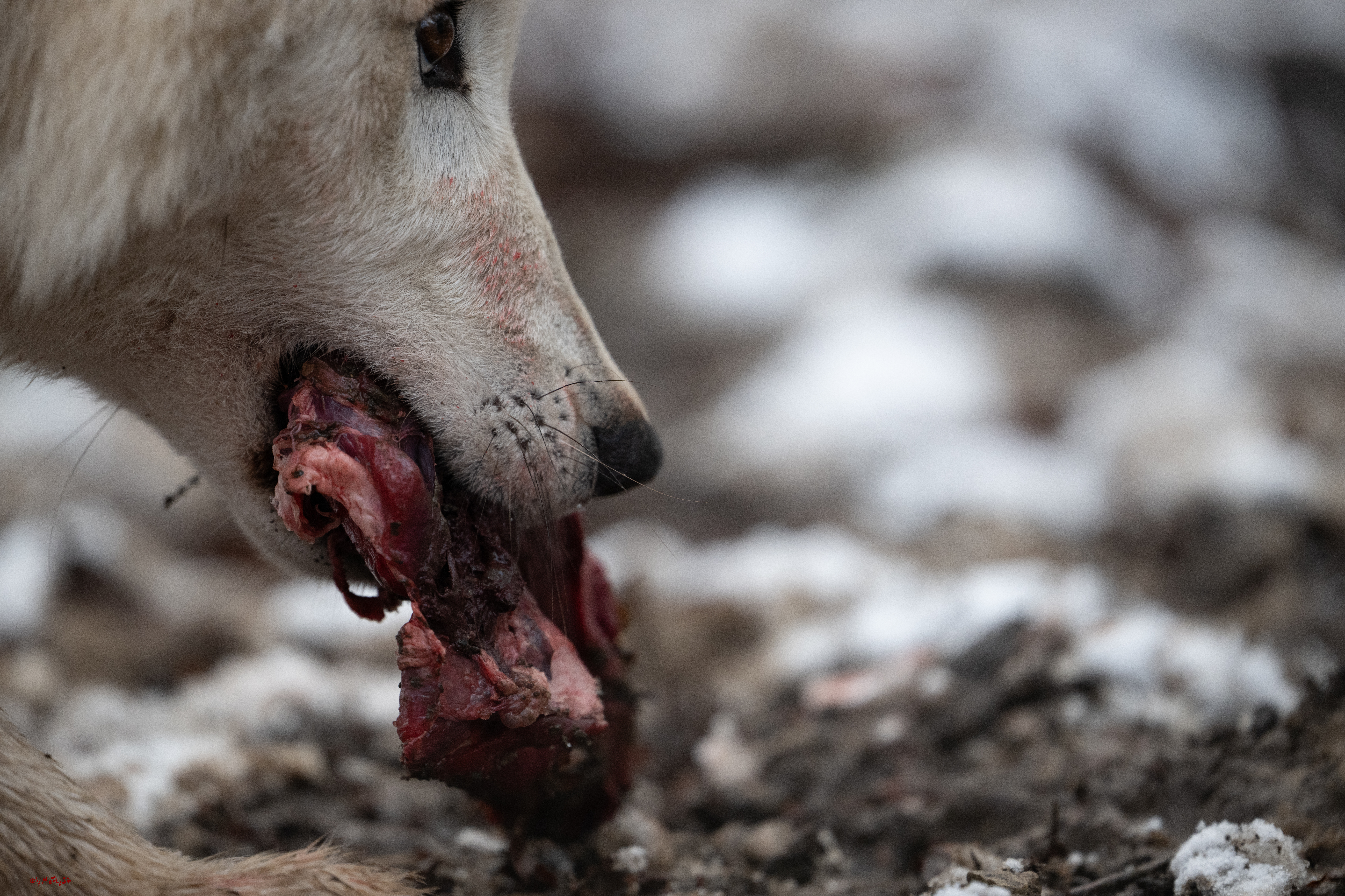 Wolfsfütterung; Pelm, 04.01.2025