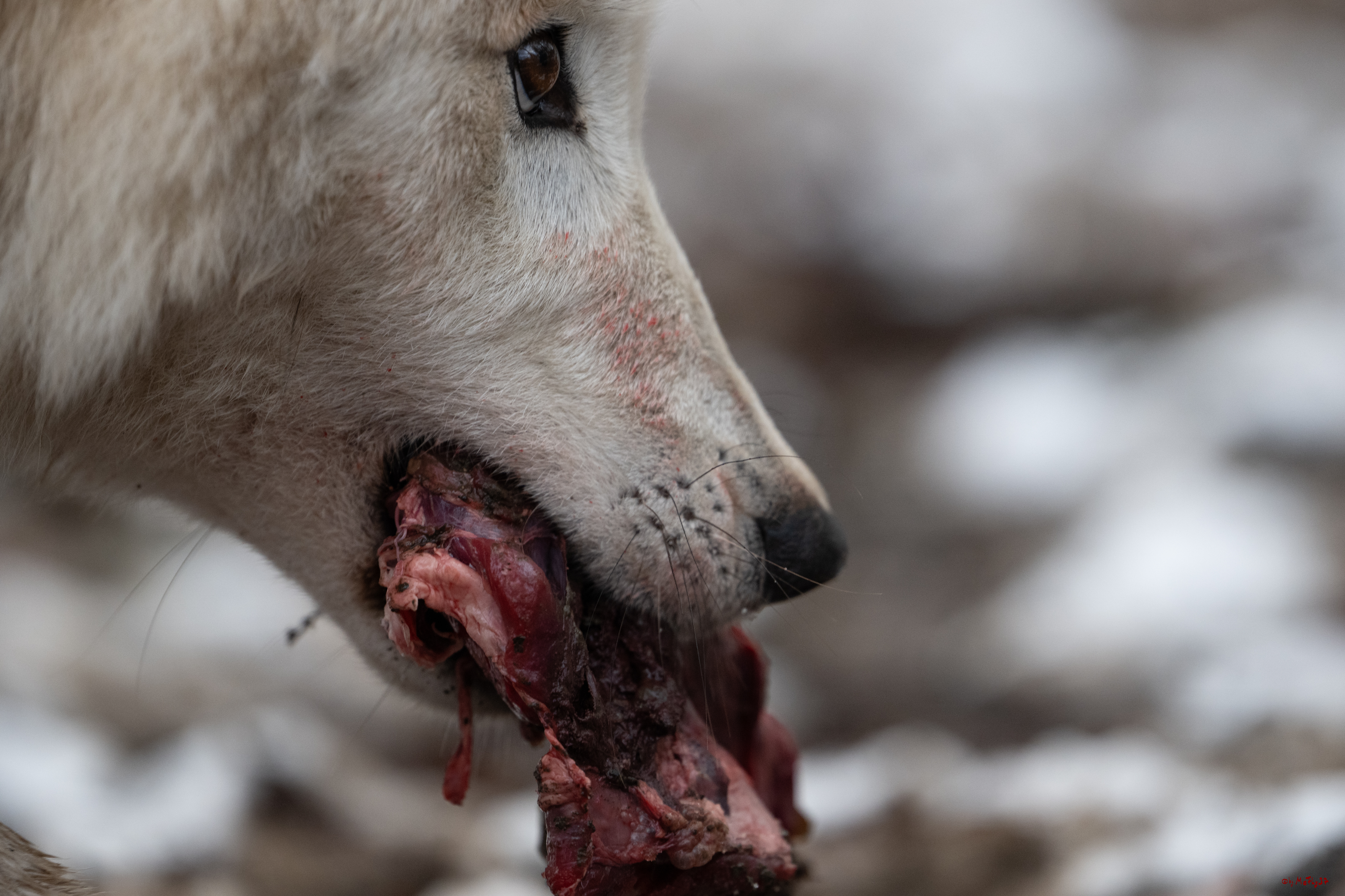 Wolfsfütterung; Pelm, 04.01.2025