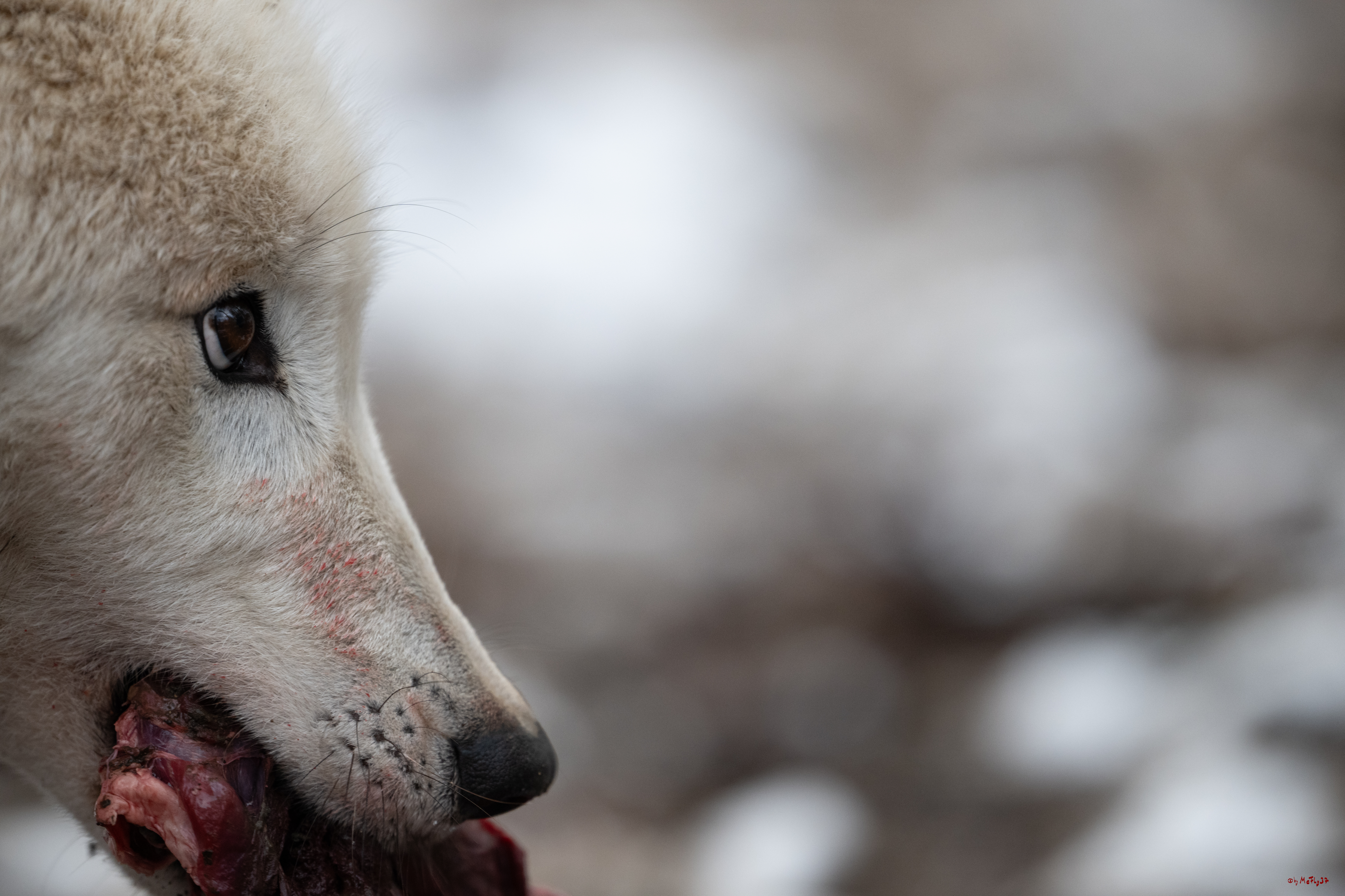 Wolfsfütterung; Pelm, 04.01.2025