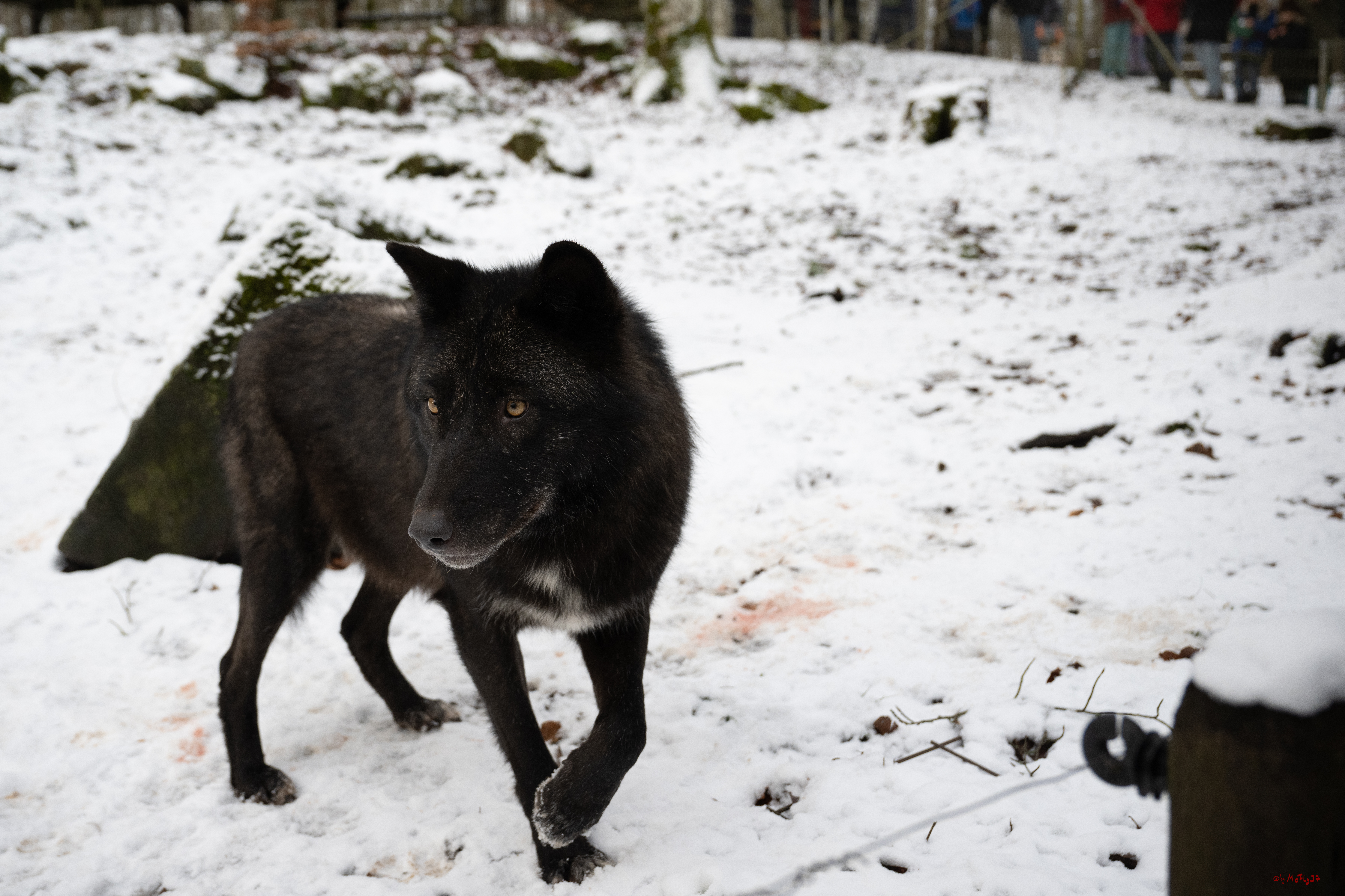 Wolfsfütterung; Pelm, 04.01.2025