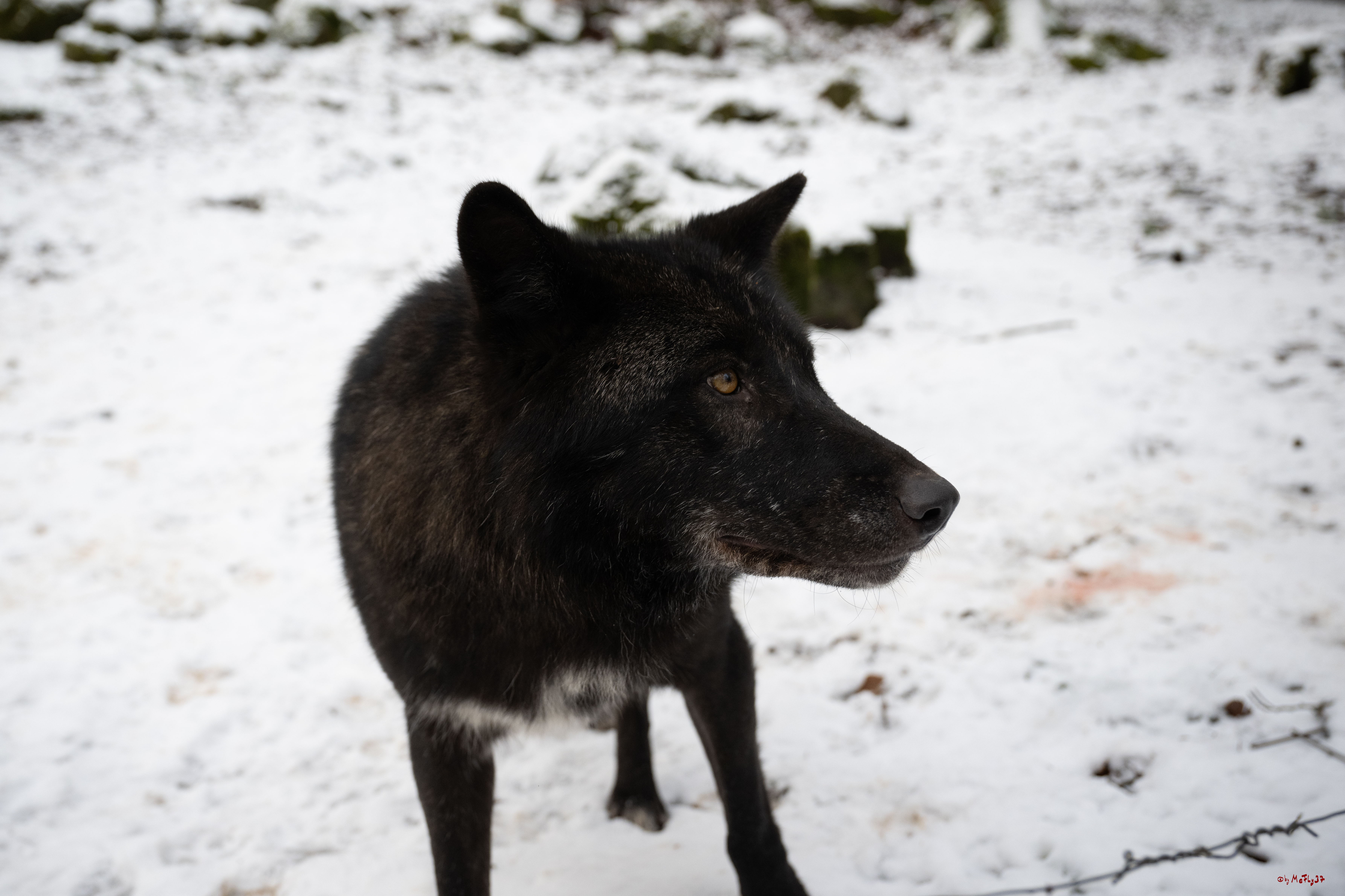 Wolfsfütterung; Pelm, 04.01.2025