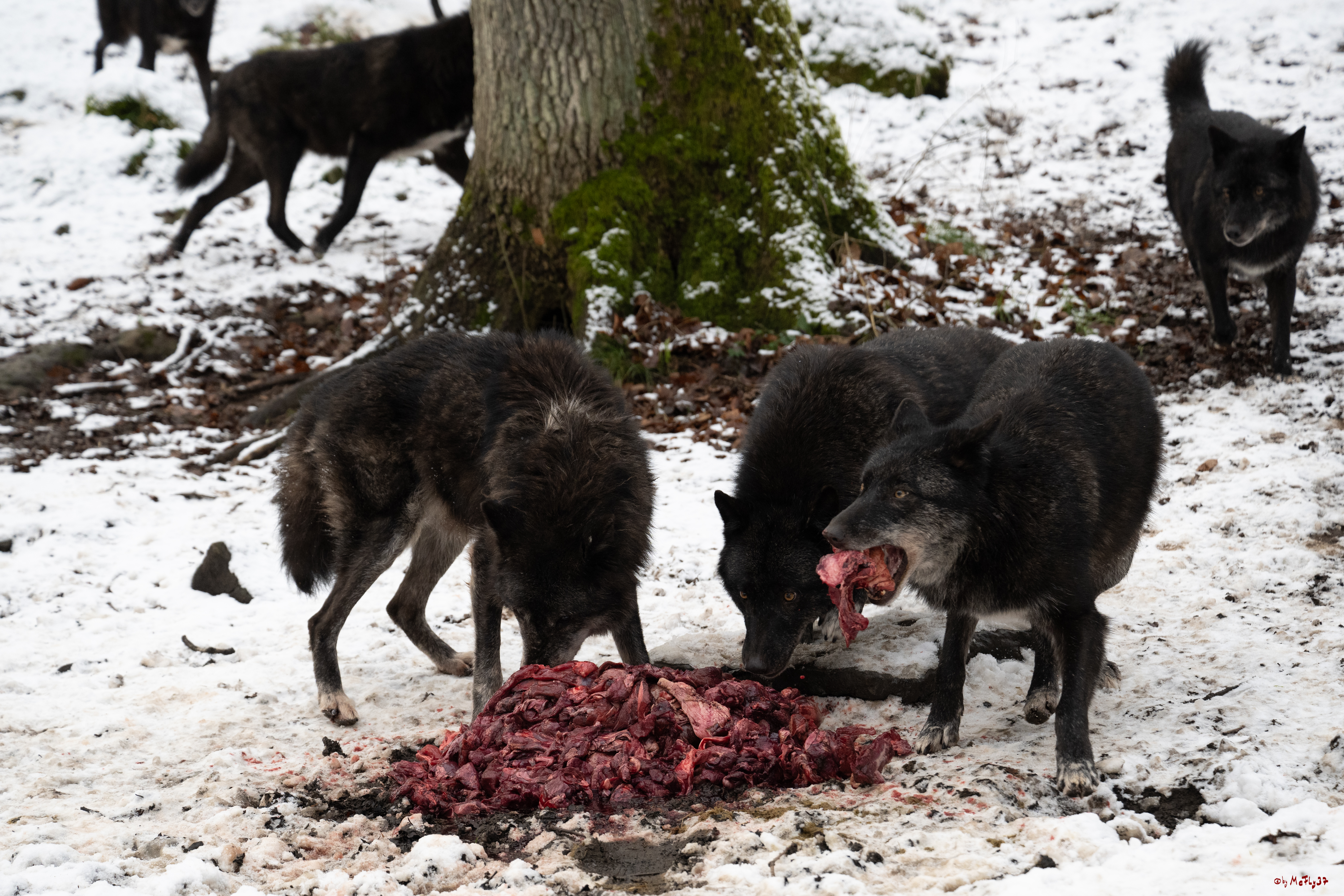 Wolfsfütterung; Pelm, 04.01.2025