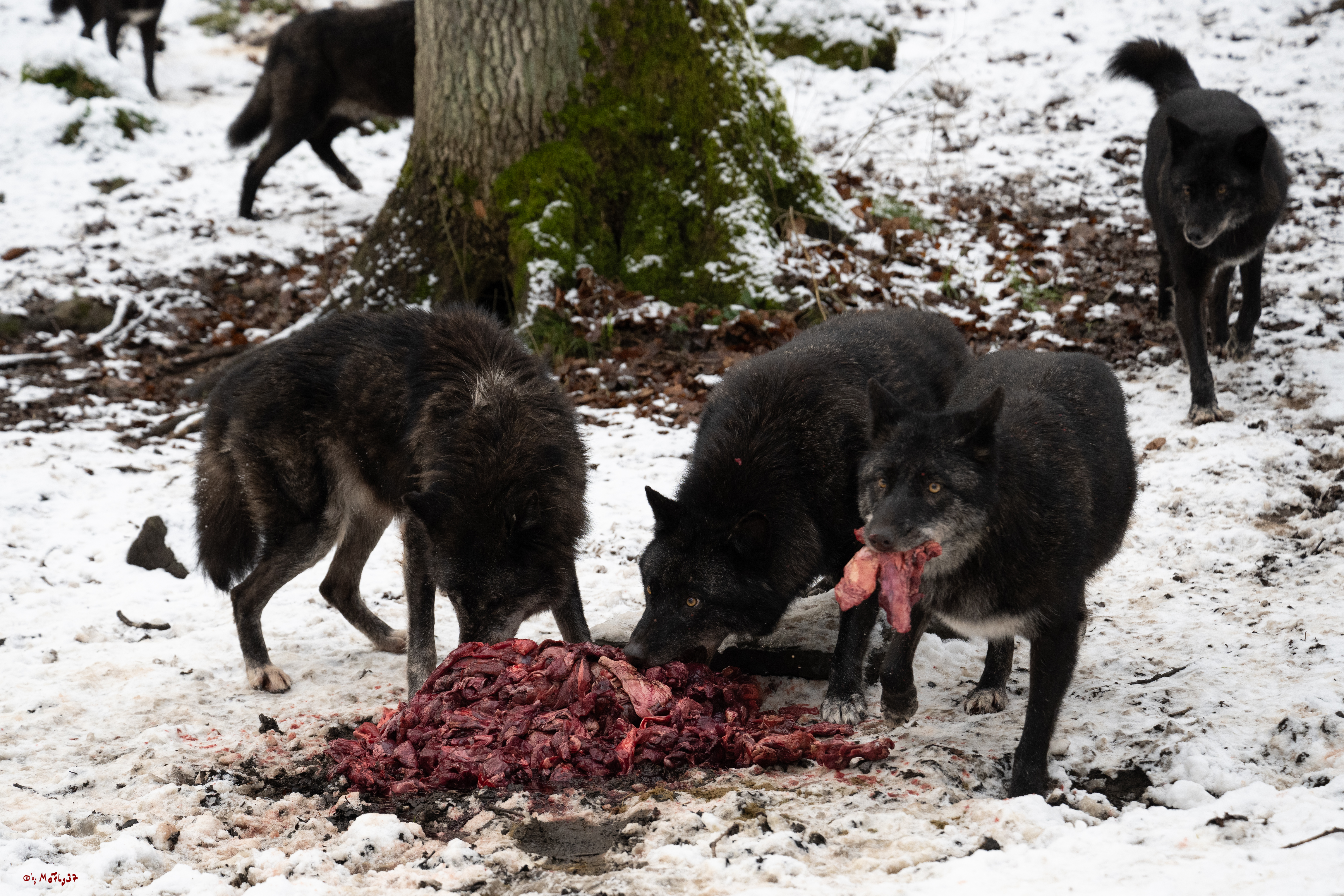 Wolfsfütterung; Pelm, 04.01.2025