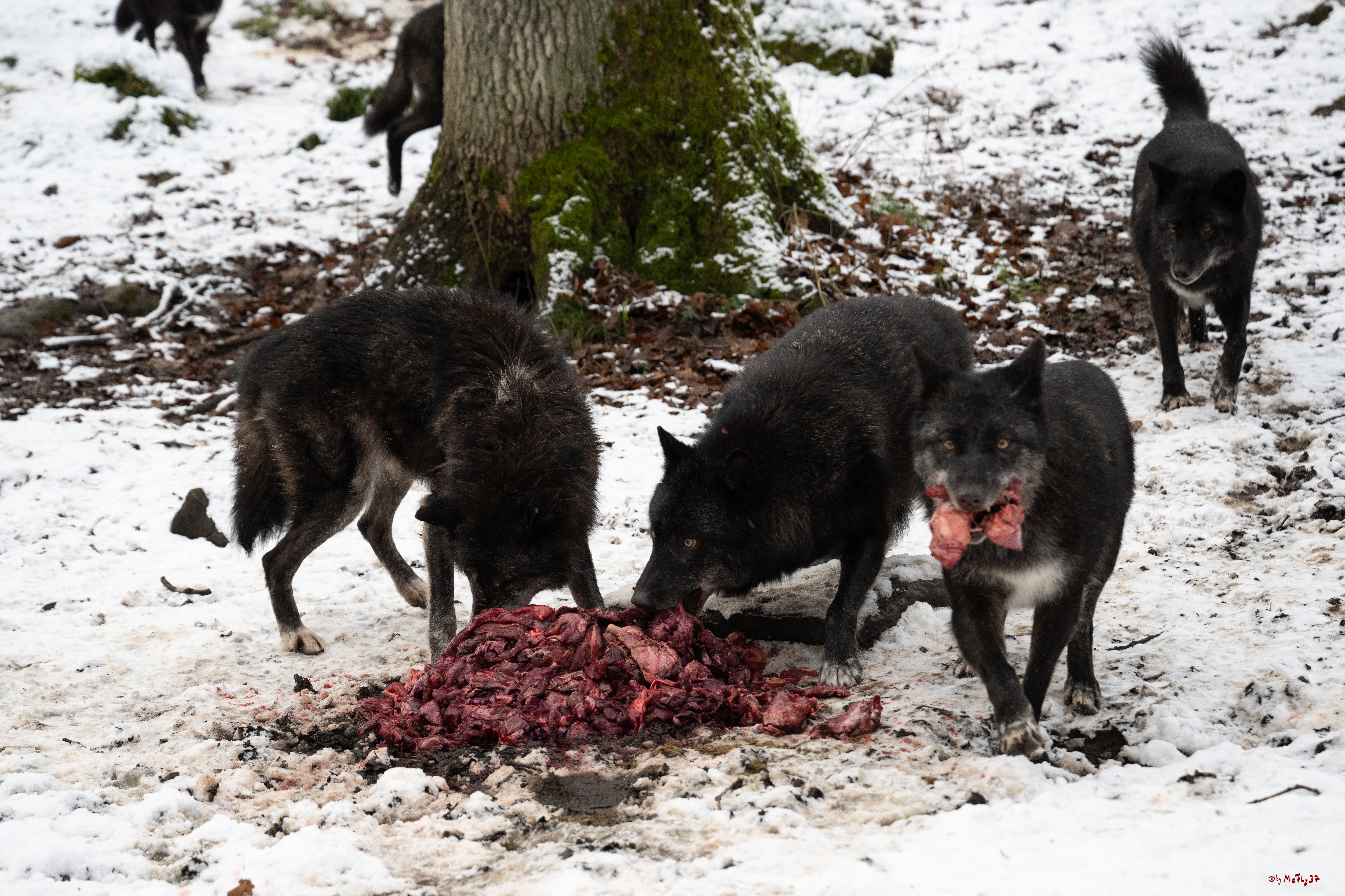 Wolfsfütterung; Pelm, 04.01.2025