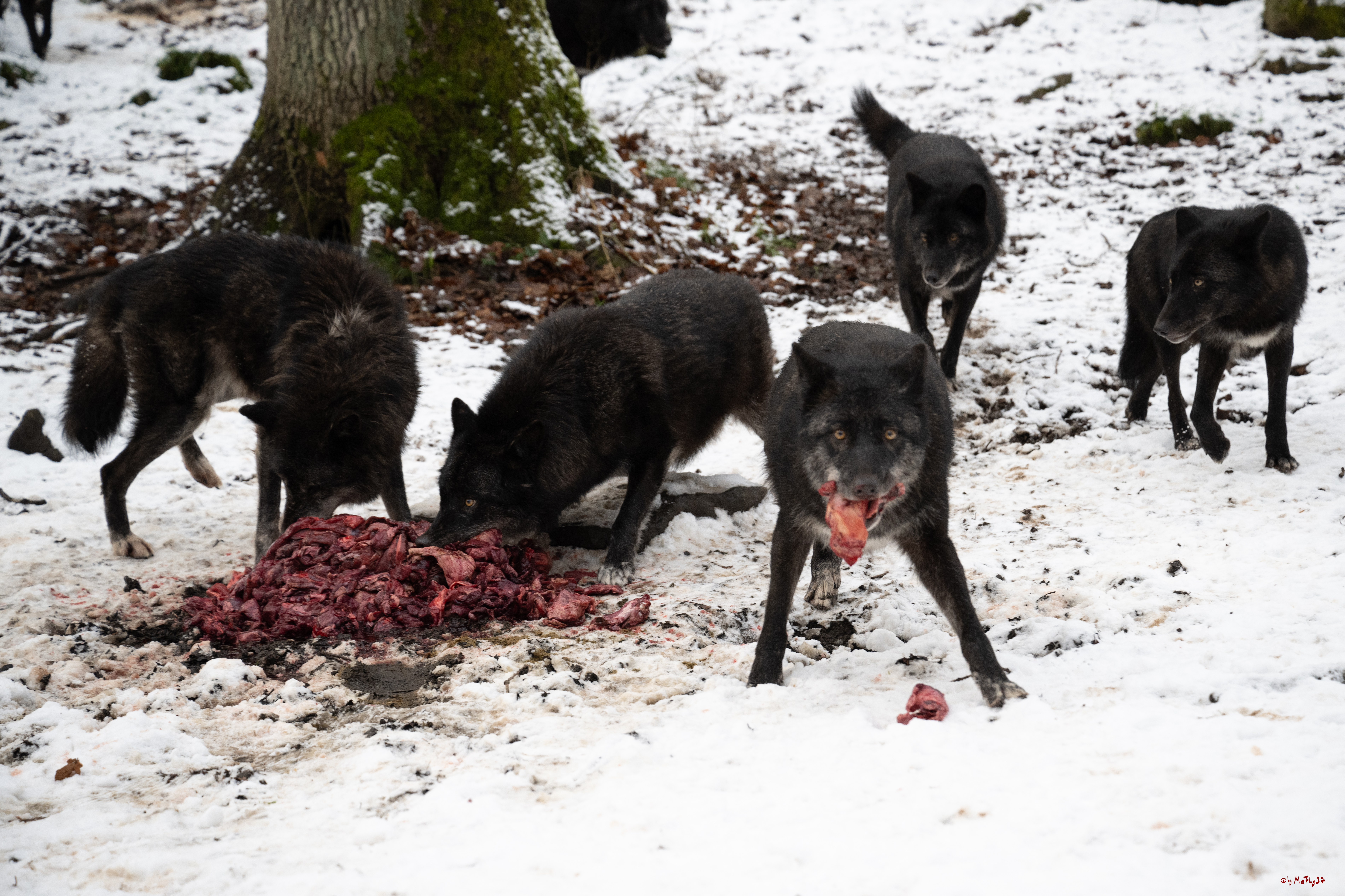 Wolfsfütterung; Pelm, 04.01.2025