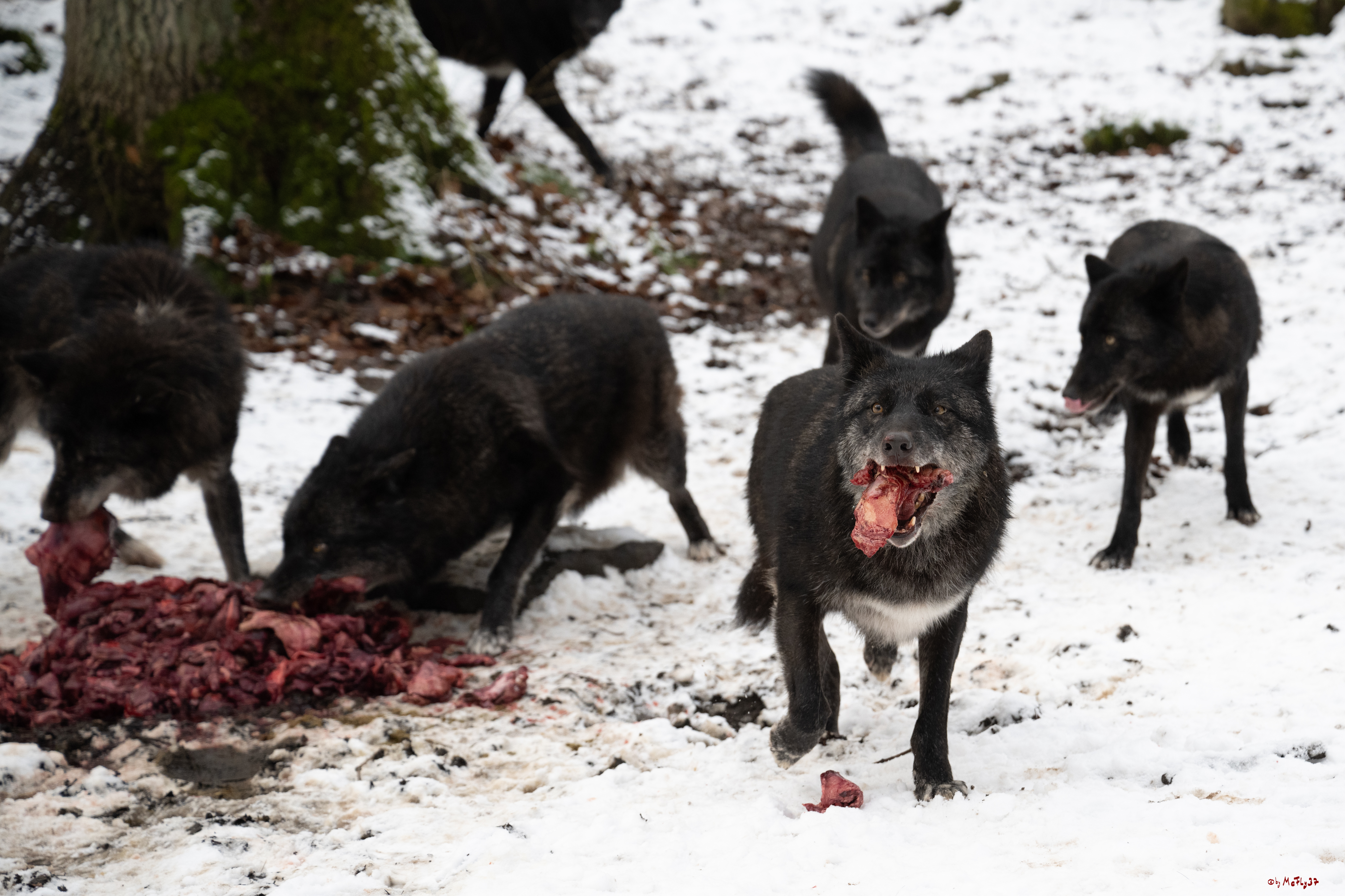 Wolfsfütterung; Pelm, 04.01.2025