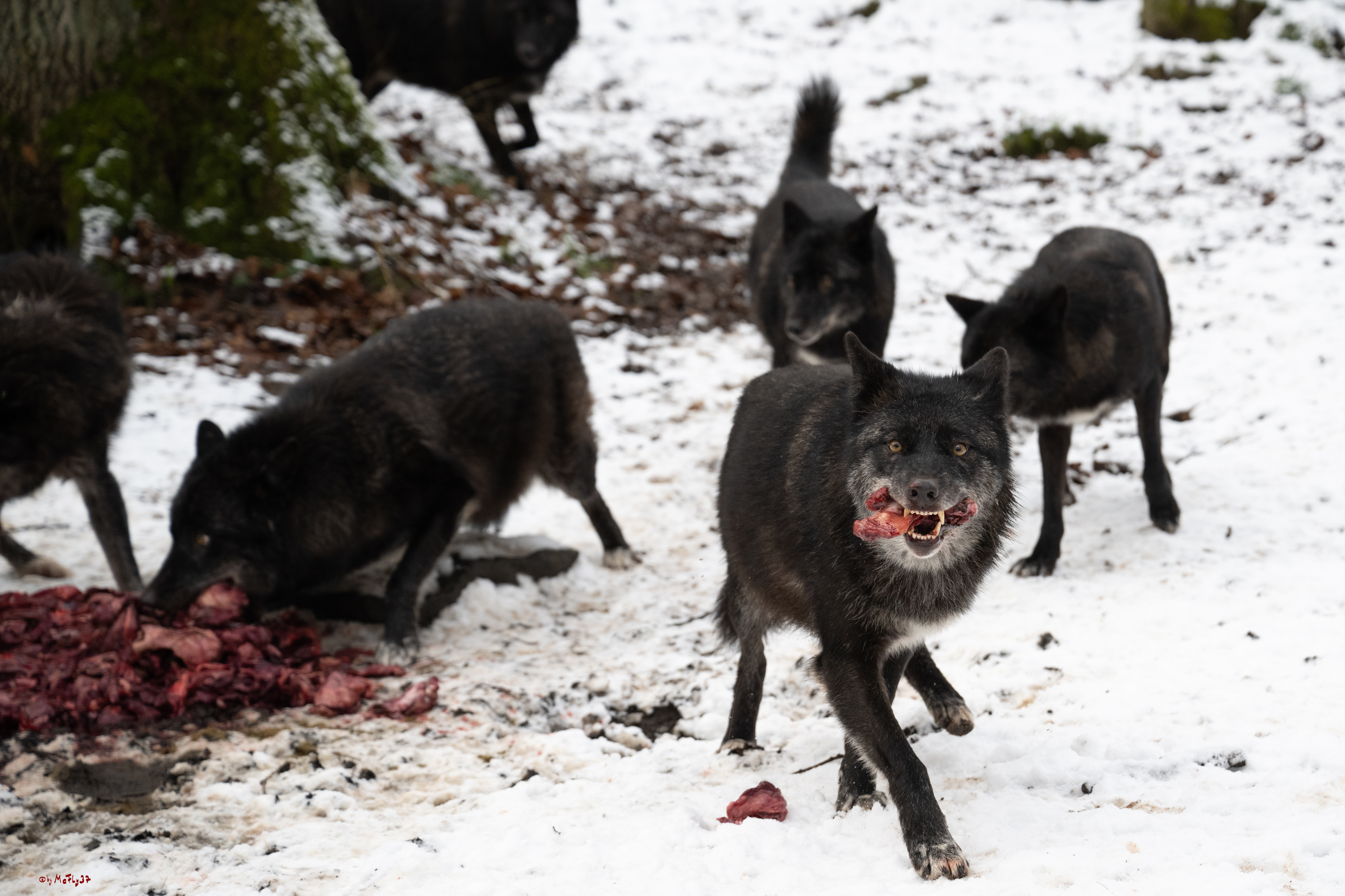 Wolfsfütterung; Pelm, 04.01.2025