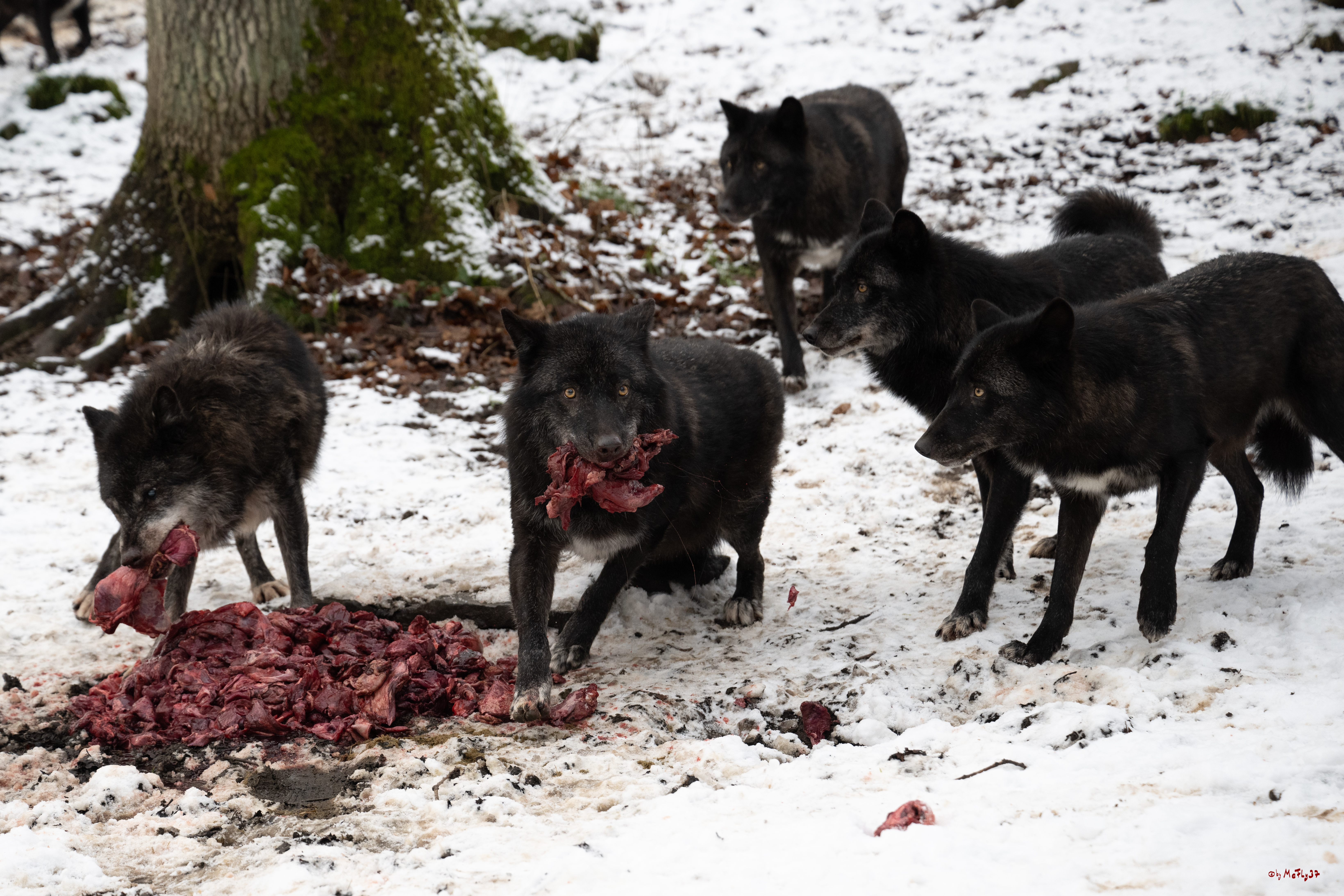 Wolfsfütterung; Pelm, 04.01.2025