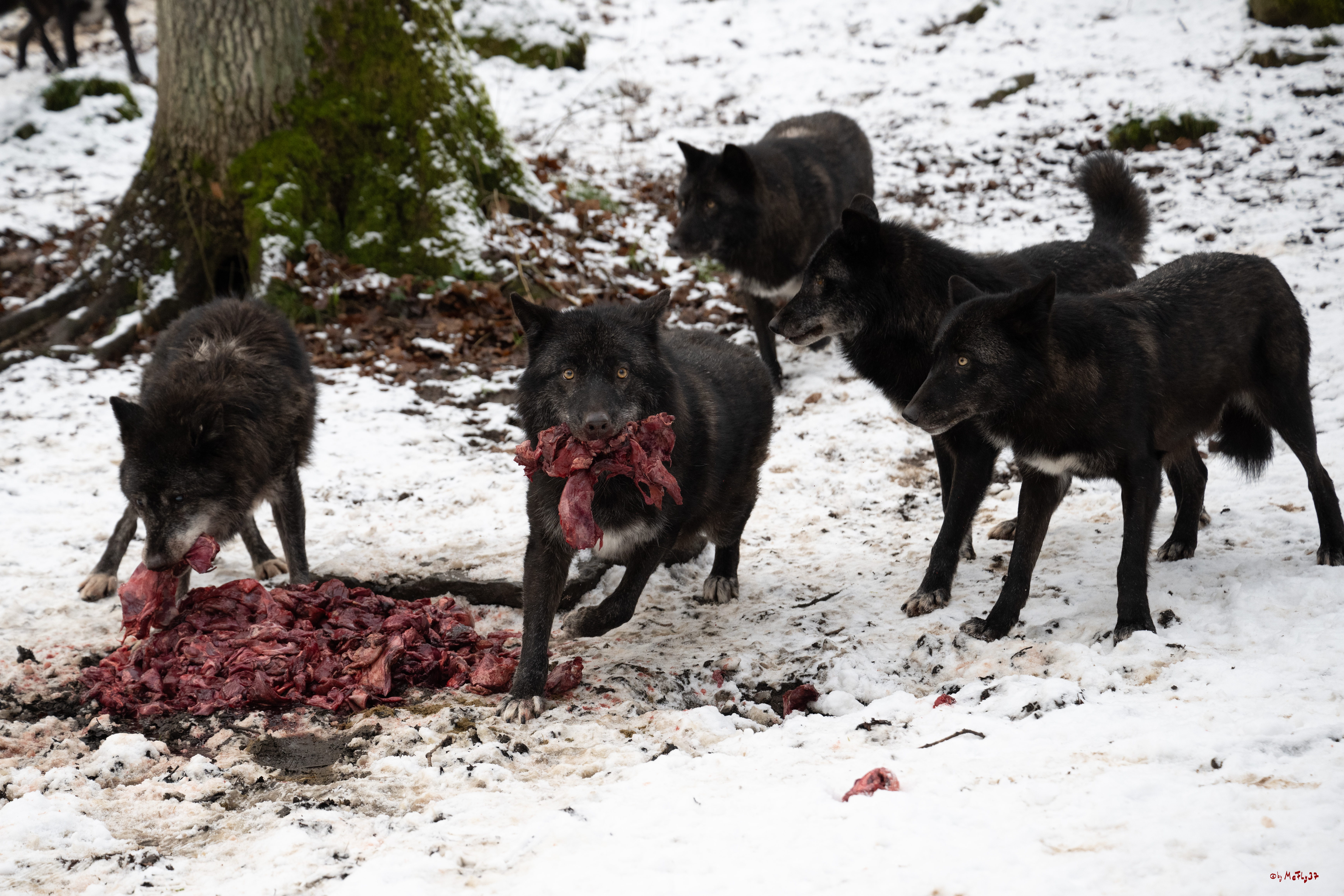 Wolfsfütterung; Pelm, 04.01.2025