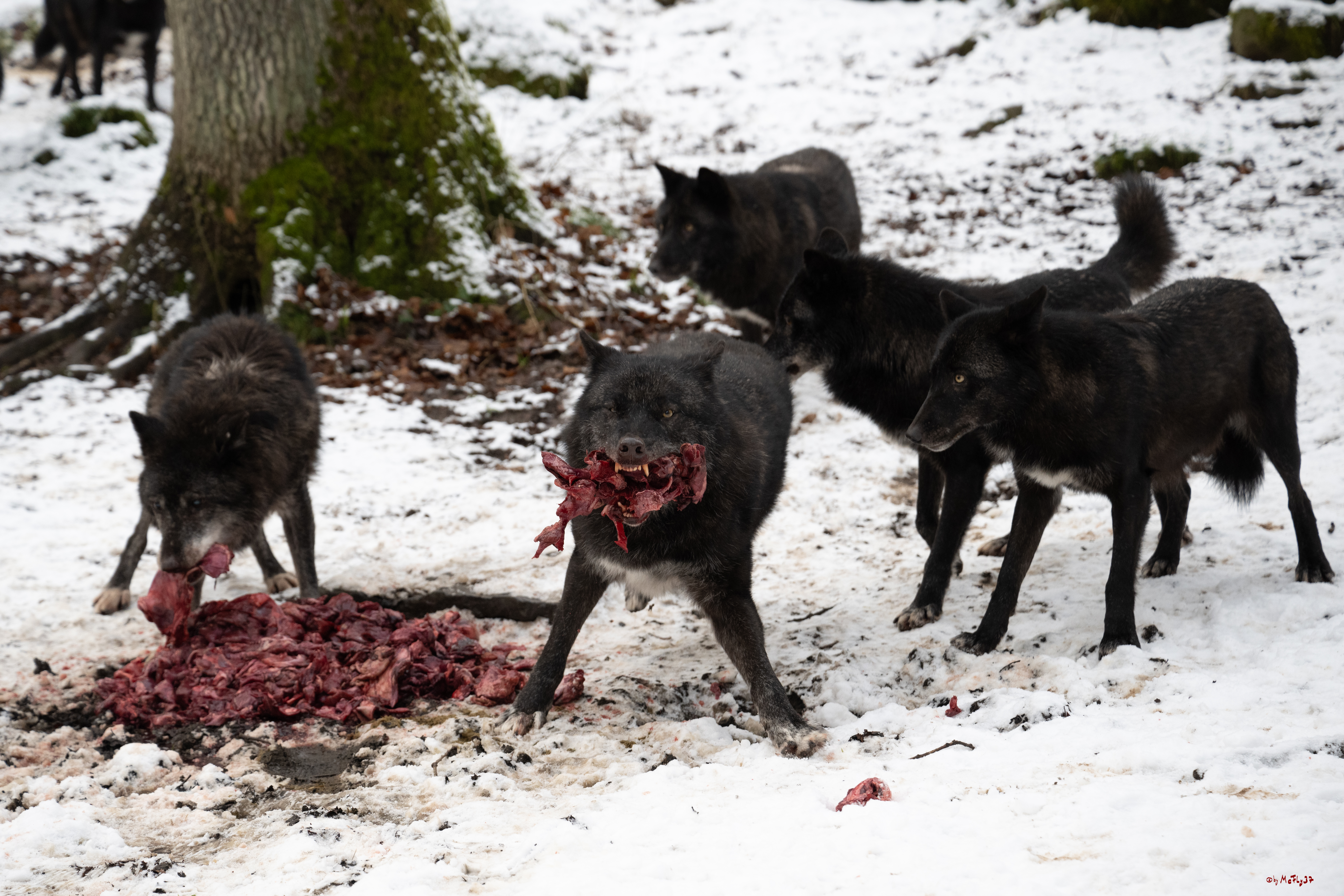 Wolfsfütterung; Pelm, 04.01.2025