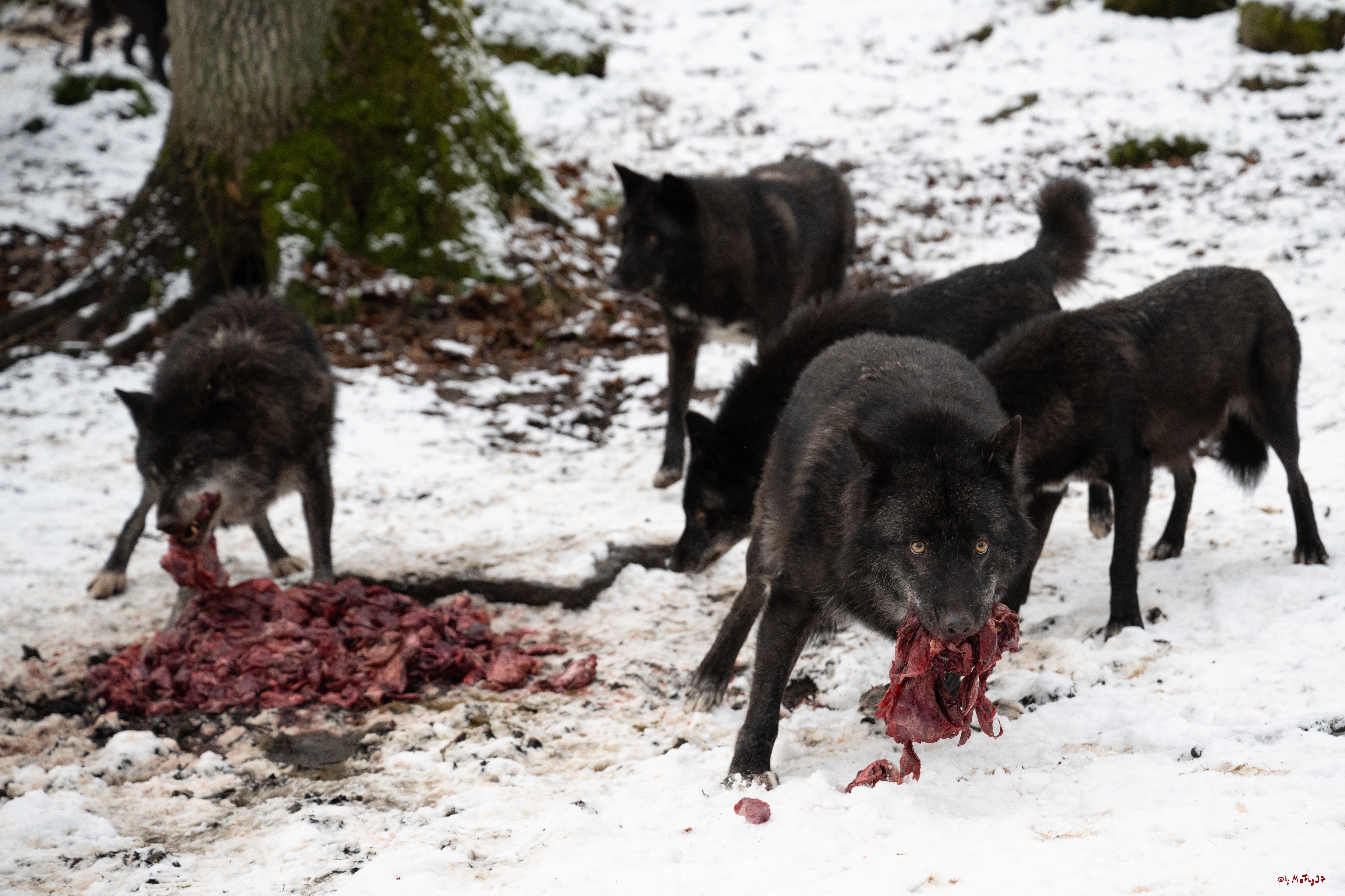 Wolfsfütterung; Pelm, 04.01.2025