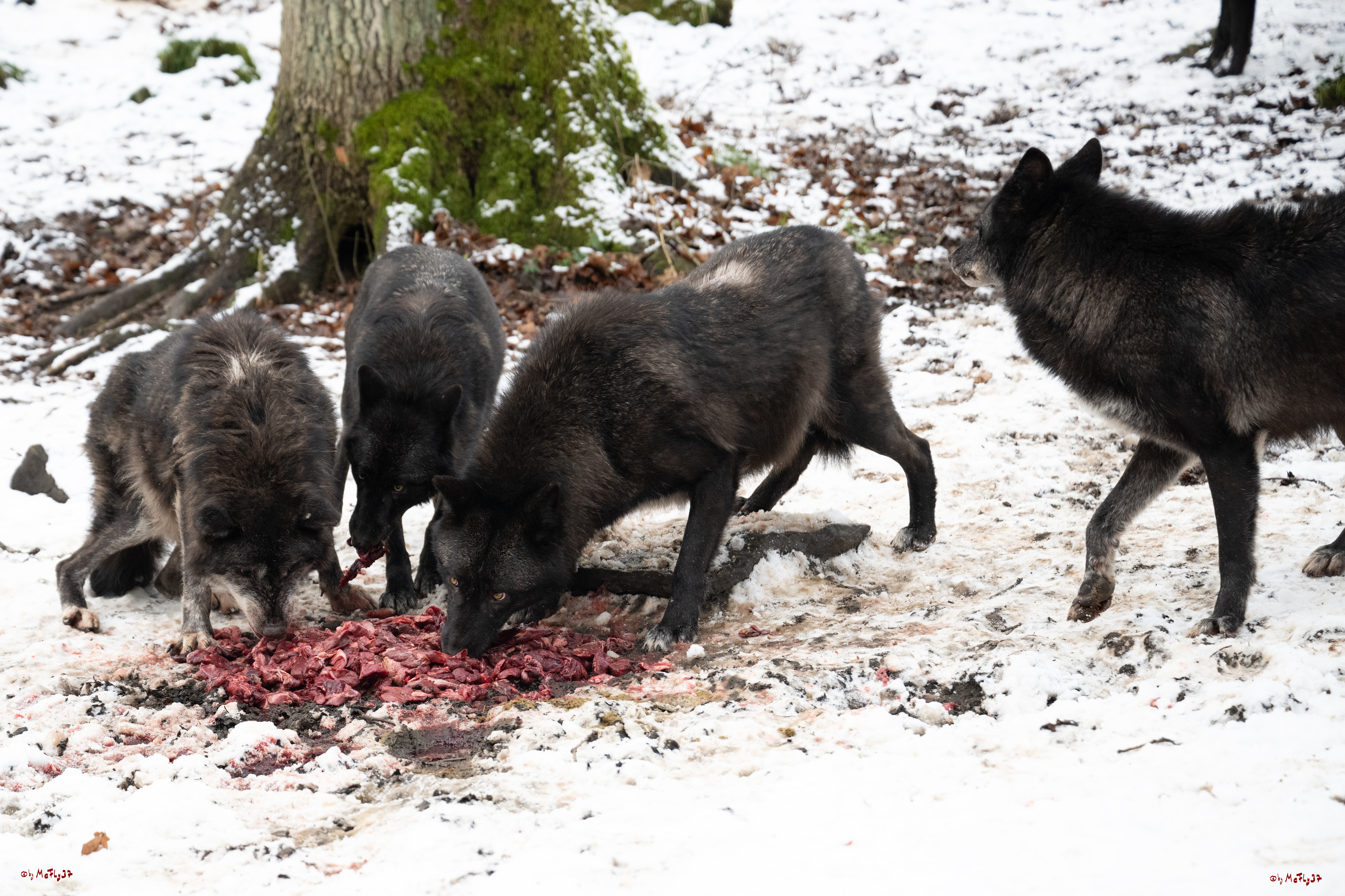 Wolfsfütterung; Pelm, 04.01.2025