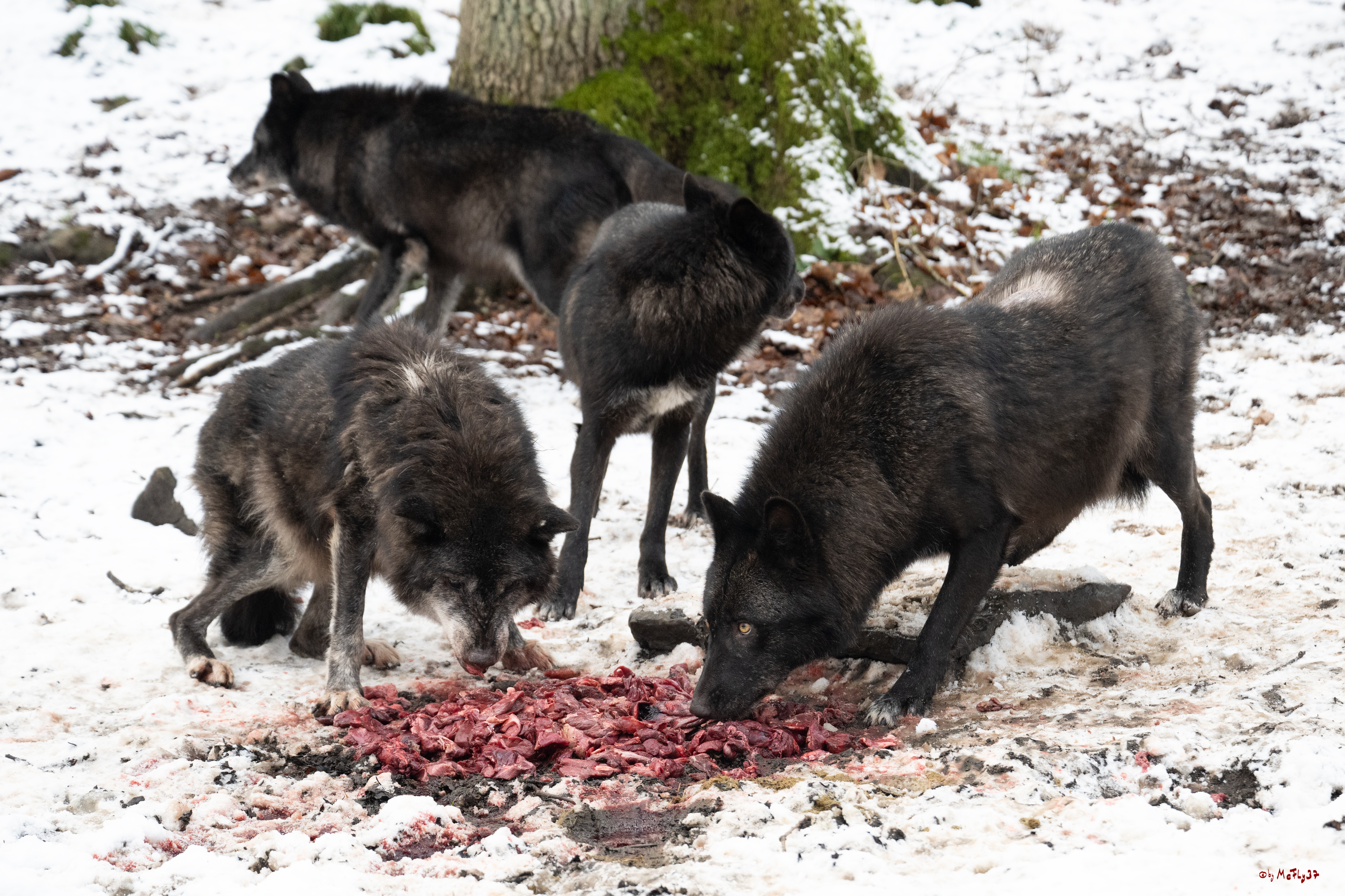 Wolfsfütterung; Pelm, 04.01.2025