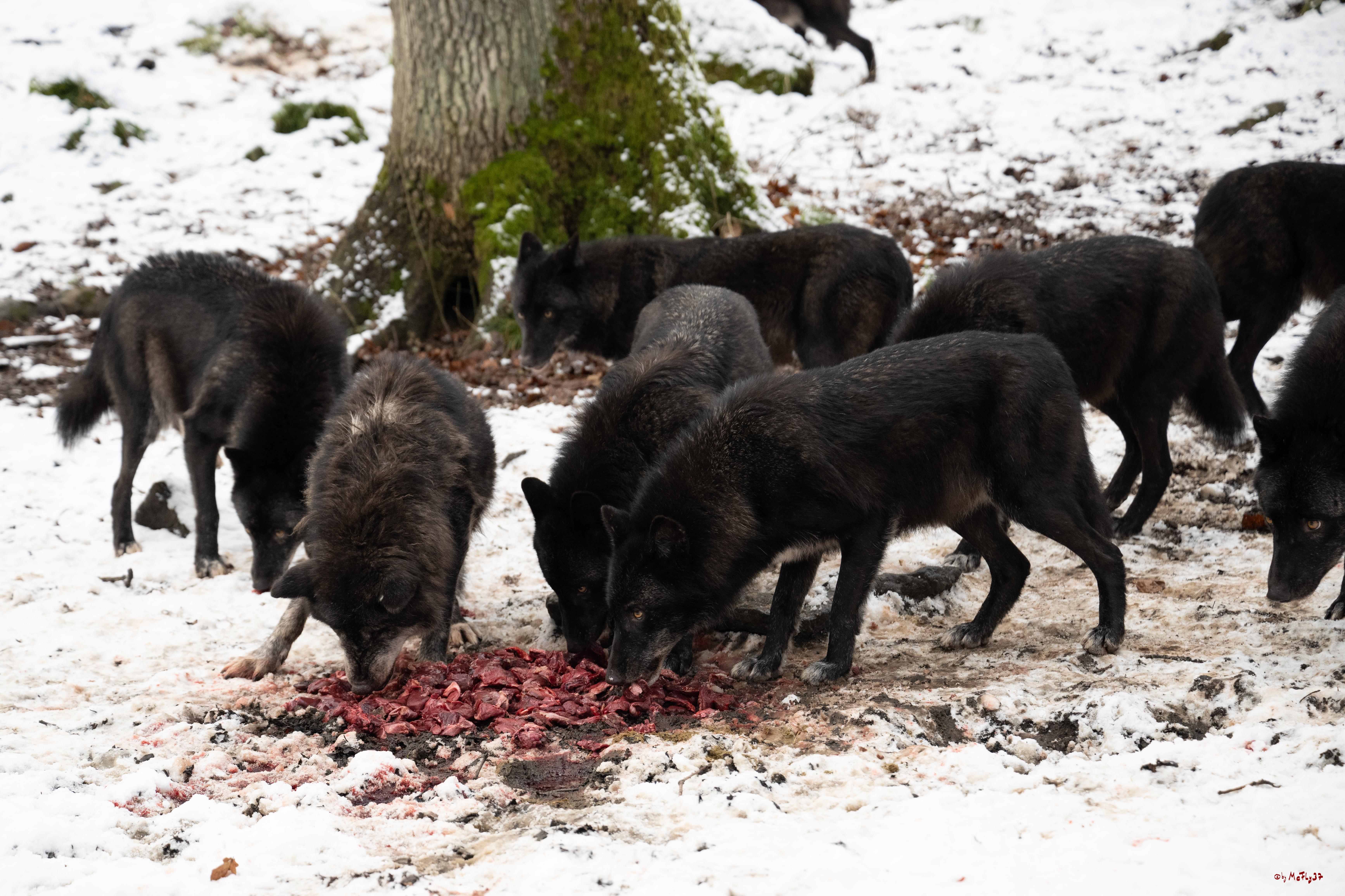 Wolfsfütterung; Pelm, 04.01.2025