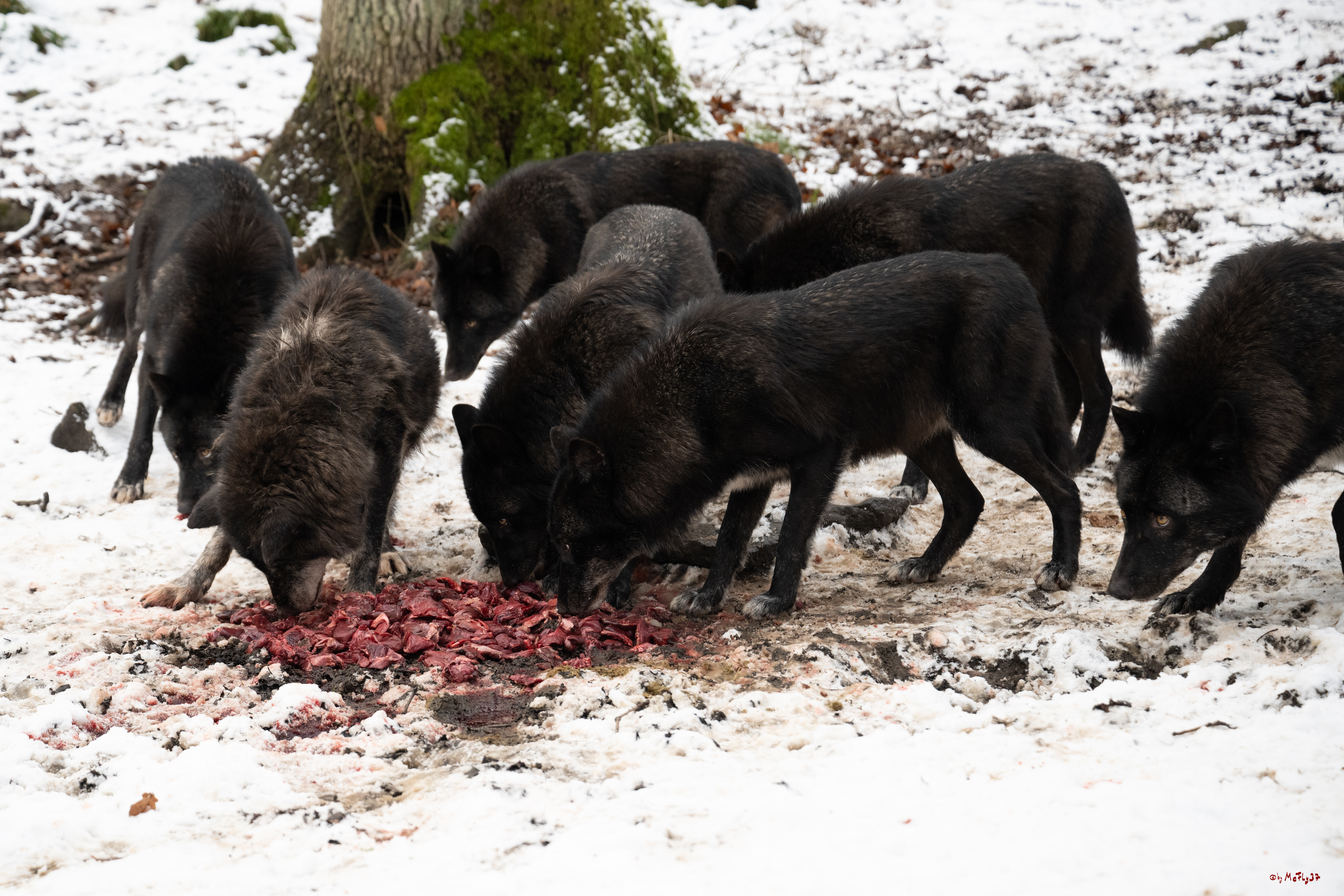 Wolfsfütterung; Pelm, 04.01.2025