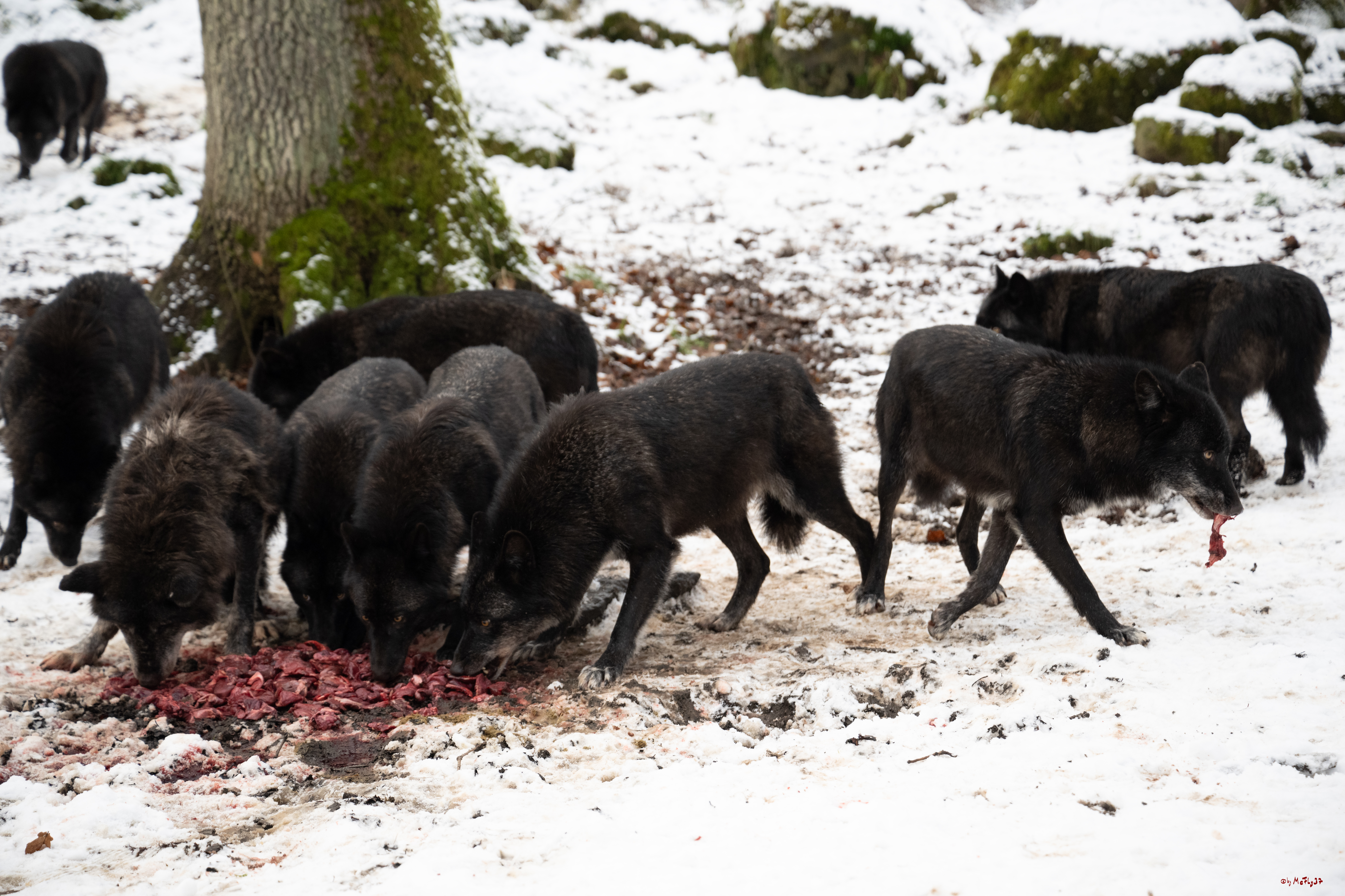 Wolfsfütterung; Pelm, 04.01.2025