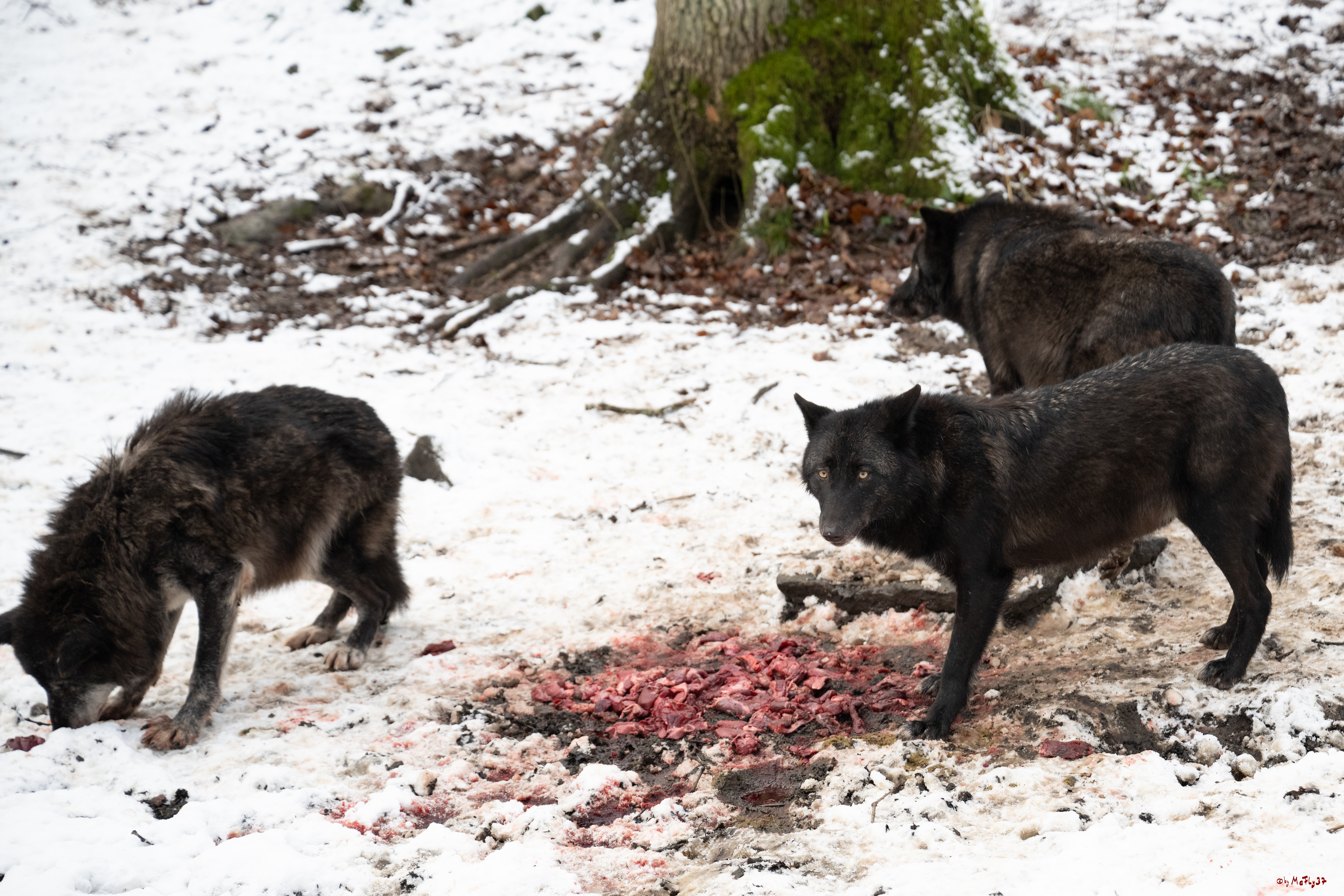 Wolfsfütterung; Pelm, 04.01.2025