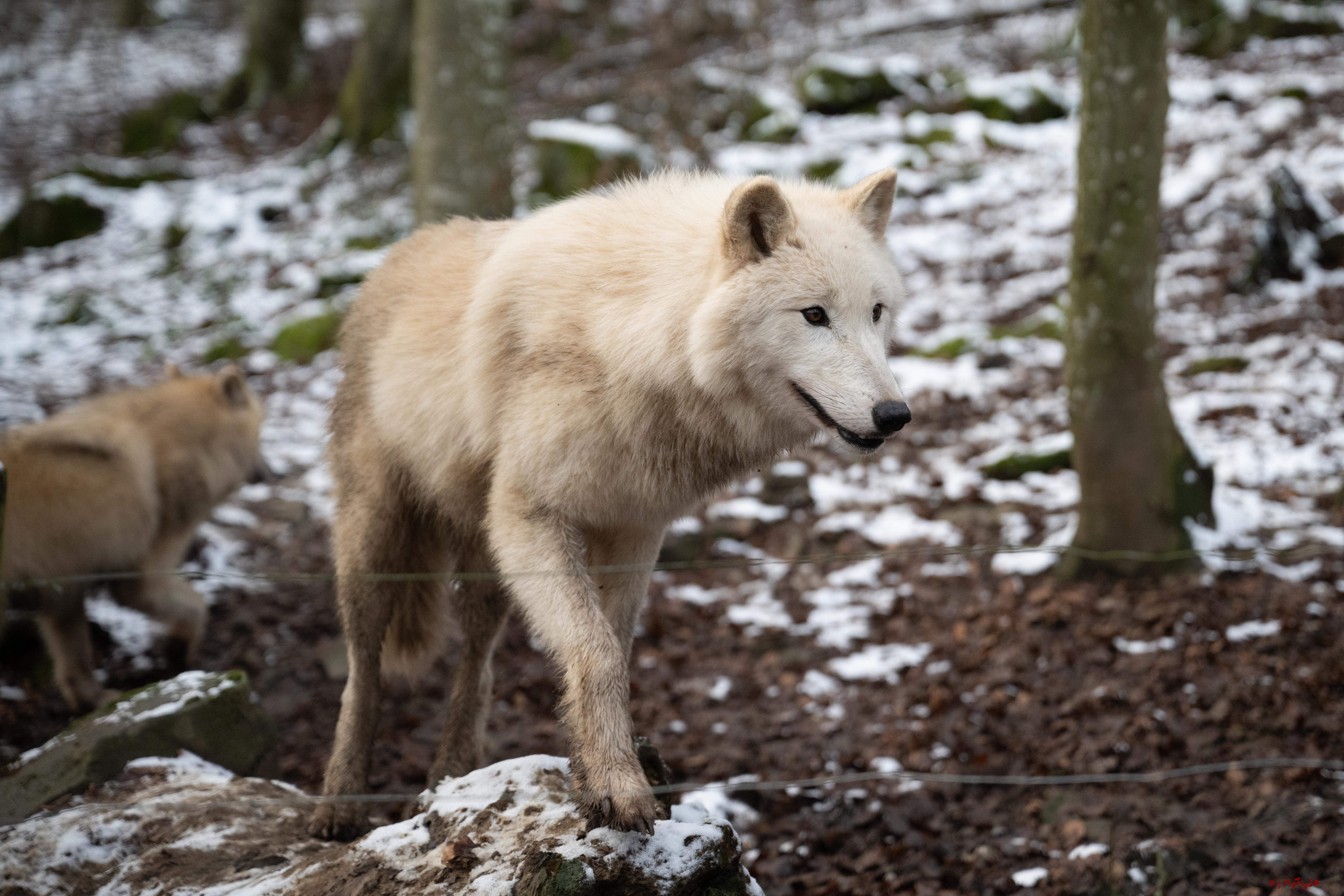 Wolfsfütterung; Pelm, 04.01.2025