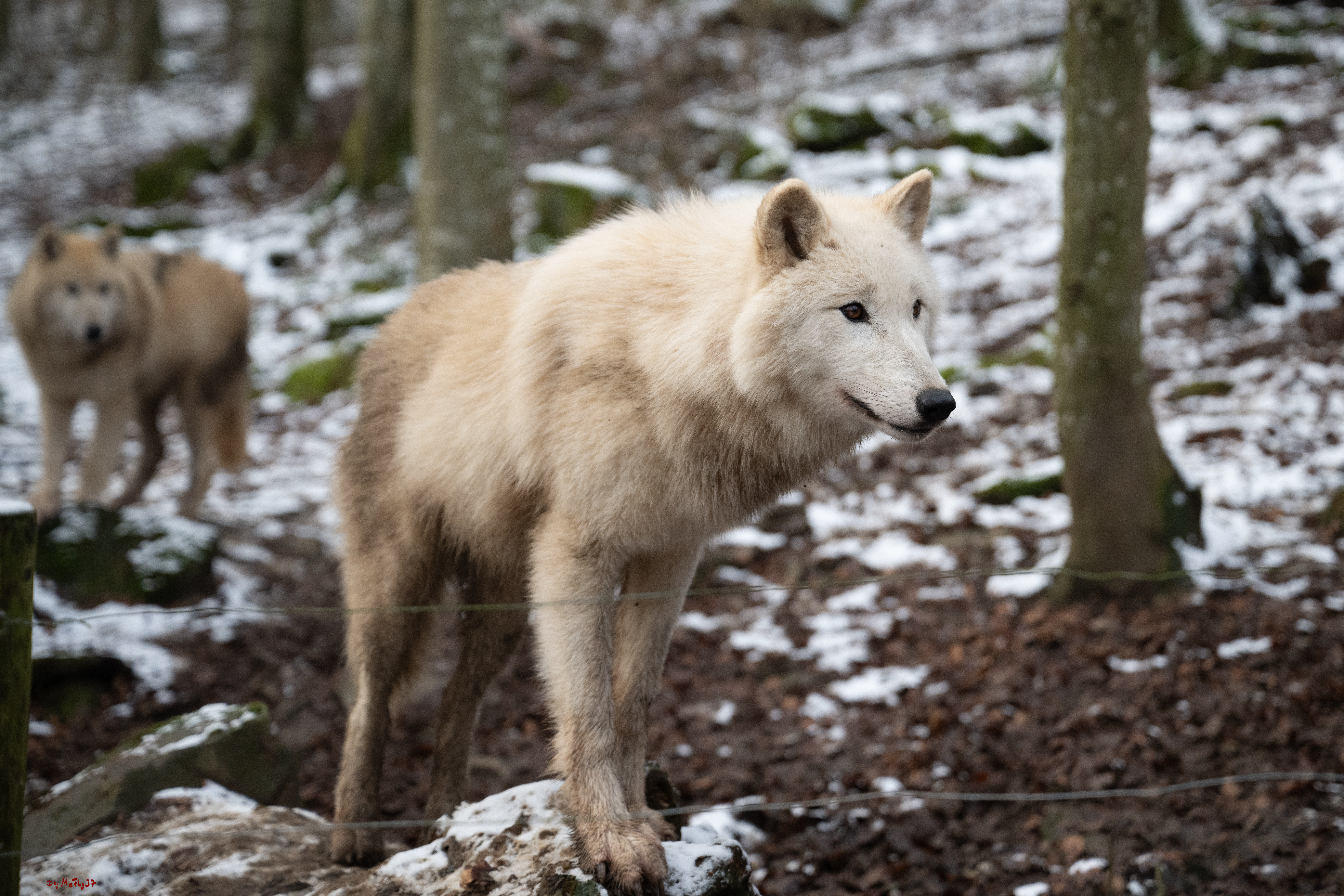 Wolfsfütterung; Pelm, 04.01.2025