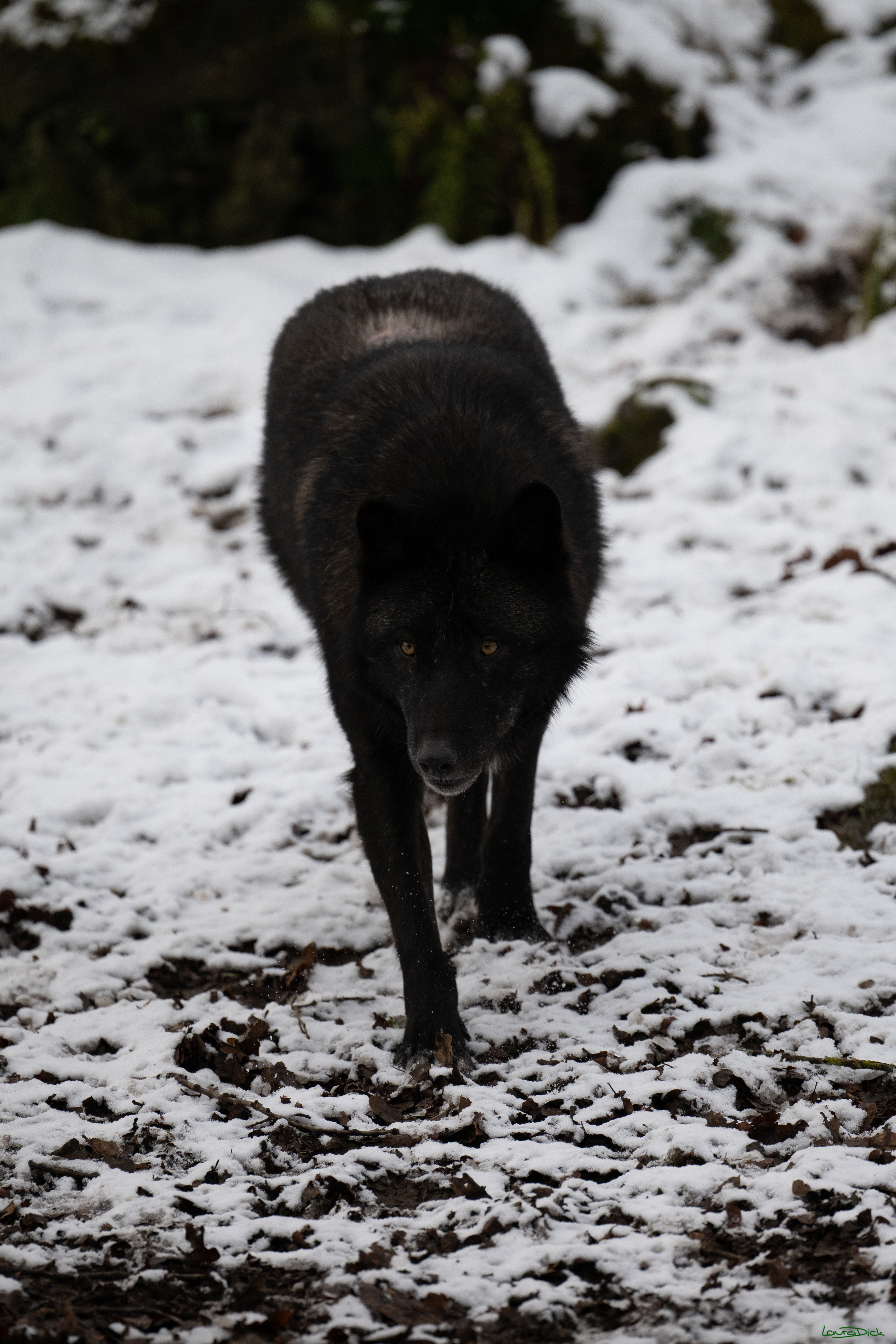 Wolfsfuetterung; Pelm, 04.01.2025