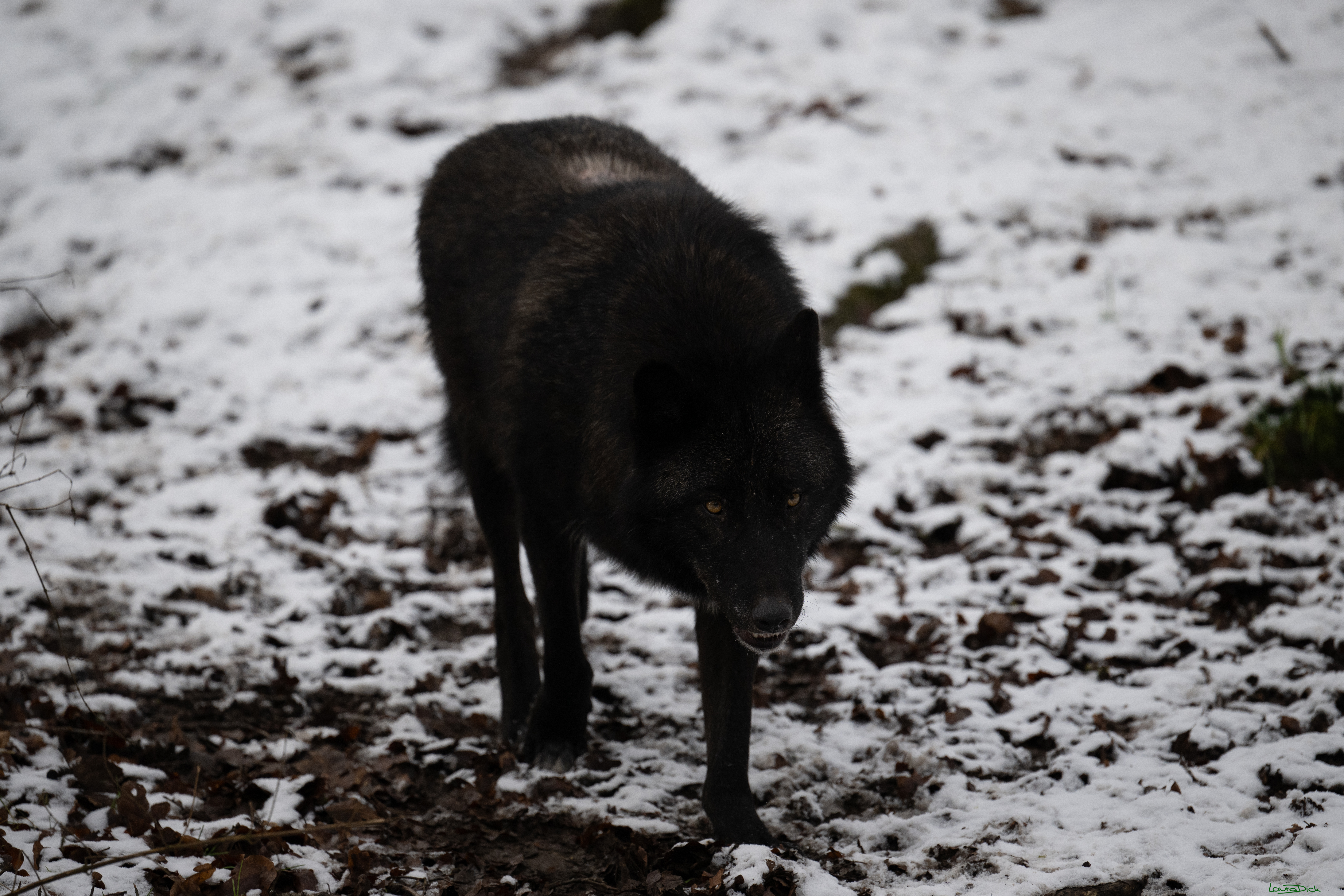 Wolfsfuetterung; Pelm, 04.01.2025