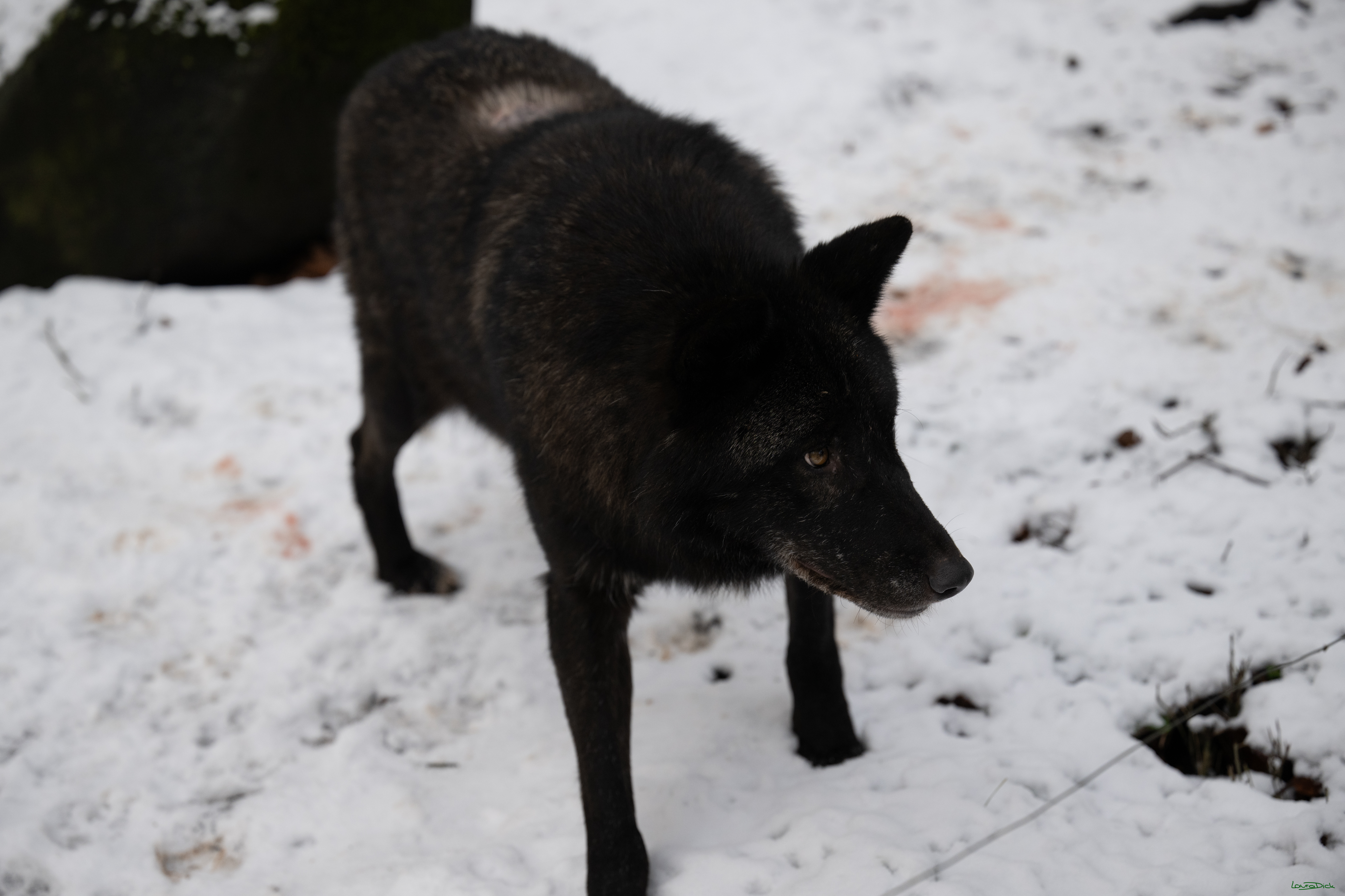 Wolfsfuetterung; Pelm, 04.01.2025